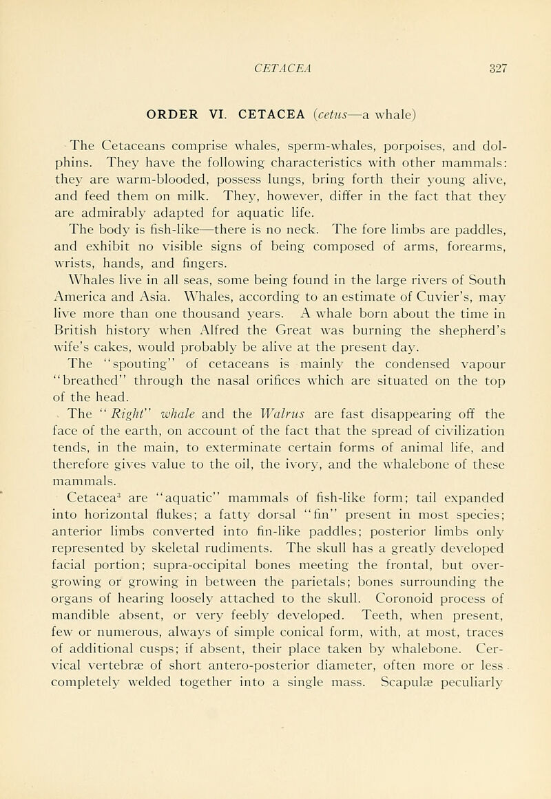 ORDER VI. CETACEA (cetiis—a whale) The Cetaceans comprise whales, sperm-whales, porpoises, and dol- phins. They have the following characteristics with other mammals: they are warm-blooded, possess lungs, bring forth their young alive, and feed them on milk. They, however, differ in the fact that they are admirably adapted for aquatic life. The body is fish-like—there is no neck. The fore limbs are paddles, and exhibit no visible signs of being composed of arms, forearms, wrists, hands, and fingers. Whales live in all seas, some being found in the large rivers of South America and Asia. Whales, according to an estimate of Cuvier's, may live more than one thousand years. A whale born about the time in British history when Alfred the Great was burning the shepherd's wife's cakes, would probably be alive at the present day. The spouting of cetaceans is mainl}- the condensed vapour breathed through the nasal orifices which are situated on the top of the head. - The Right whale and the Walrus are fast disappearing off the face of the earth, on account of the fact that the spread of civilization tends, in the main, to exterminate certain forms of animal life, and therefore gives value to the oil, the ivor}-, and the whalebone of these mammals. Cetacea' are aquatic mammals of fish-like form; tail expanded into horizontal flukes; a fatt}' dorsal fin present in most species; anterior limbs converted into fin-like paddles; posterior limbs only represented by skeletal rudiments. The skull has a greatly developed facial portion; supra-occipital bones meeting the frontal, but over- growing or growing in between the parietals; bones surrounding the organs of hearing loosely attached to the skull. Coronoid process of mandible absent, or very feebly developed. Teeth, when present, few or numerous, always of simple conical form, with, at most, traces of additional cusps; if absent, their place taken by whalebone. Cer- vical vertebrae of short antero-posterior diameter, often more or less . completely welded together into a single mass. Scapulae peculiarly