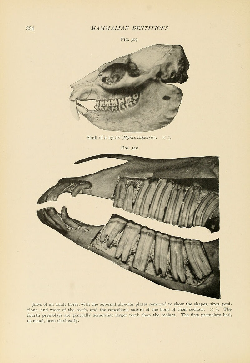 Fig. 309 Skull of a hyrax {Hyrax capensis). X Fig. 310 Jaws of an adult horse, with the external alveolar plates removed to show the shapes, sizes, posi- tions, and roots of the teeth, and the cancellous nature of the bone of their sockets. X f. The fourth premolars are generally somewhat larger teeth than the molars. The first premolars had, as usual, been shed early.