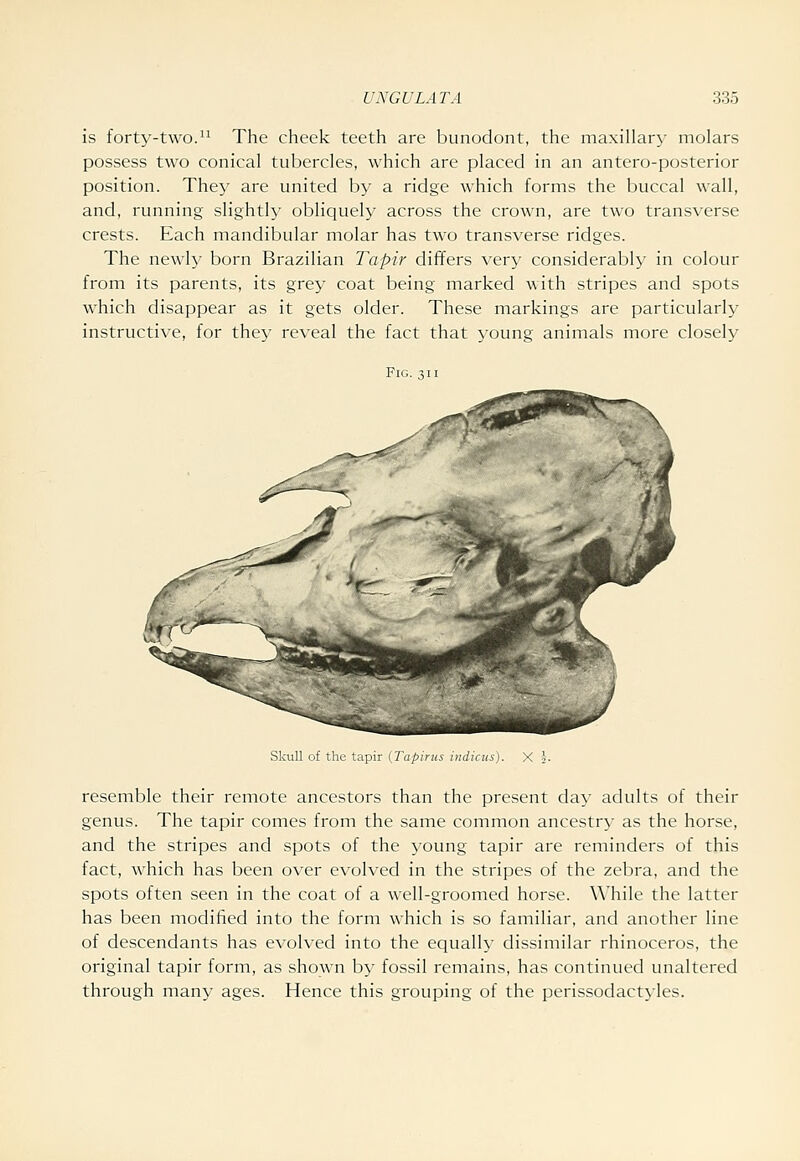 is forty-two.^' The cheek teeth are bunodont, the maxillary molars possess two conical tubercles, which are placed in an antero-posterior position. They are united by a ridge which forms the buccal wall, and, running slightly obliquely across the crown, are two transverse crests. Each mandibular molar has two transverse ridges. The newl}' born Brazilian Tapir differs very considerably in colour from its parents, its grey coat being marked with stripes and spots which disappear as it gets older. These markings are particularly instructive, for they reveal the fact that 3'oung animals more closely Fig. 311 Skull of the tapir (Tapirus iiidicus). X A. resemble their remote ancestors than the present day adults of their genus. The tapir comes from the same common ancestry as the horse, and the stripes and spots of the young tapir are reminders of this fact, which has been over evolved in the stripes of the zebra, and the spots often seen in the coat of a well-groomed horse. While the latter has been modified into the form which is so familiar, and another line of descendants has evolved into the equally dissimilar rhinoceros, the original tapir form, as shown by fossil remains, has continued unaltered through many ages. Hence this grouping of the perissodactjles.