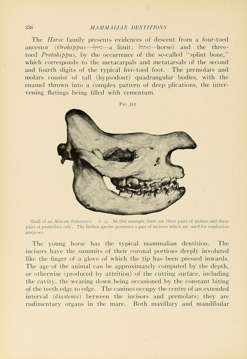 The Horse family presents evidences of descent from a four-toed ancestor (Orohippus—ofo:—a limit; ?~~oc—horse) and the three- toed Protoliippus, by the occurrence of the so-called splint bone, which corresponds to the metacarpals and metatarsals of the second and fourth digits of the typical five-toed foot. The premolars and molars consist of tall (hypsodont) quadrangular bodies, with the enamel thrown into a complex pattern of deep plications, the inter- vening flutings being filled with cementum. Fig. 312 Skull of an African rhinoceros. X tV- Iii this example there are three pairs of molars and three pairs of premolars only. The Indian species possesses a pair of incisors which are used for combative purposes. The young horse has the typical mammalian dentition. The incisors have the summits of their coronal portions deeply involuted like the finger of a glove of which the tip has been pressed inwards. The age of the animal can be approximately computed by the depth, or otherwise (produced by attrition) of the cutting surface, including the cavity, the wearing down being occasioned by the constant biting of the teeth edge to edge. The canines occupy the centre of an extended interval {diastema) between the incisors and premolars; they are rudimentary organs in the mare. Both maxillary and mandibular