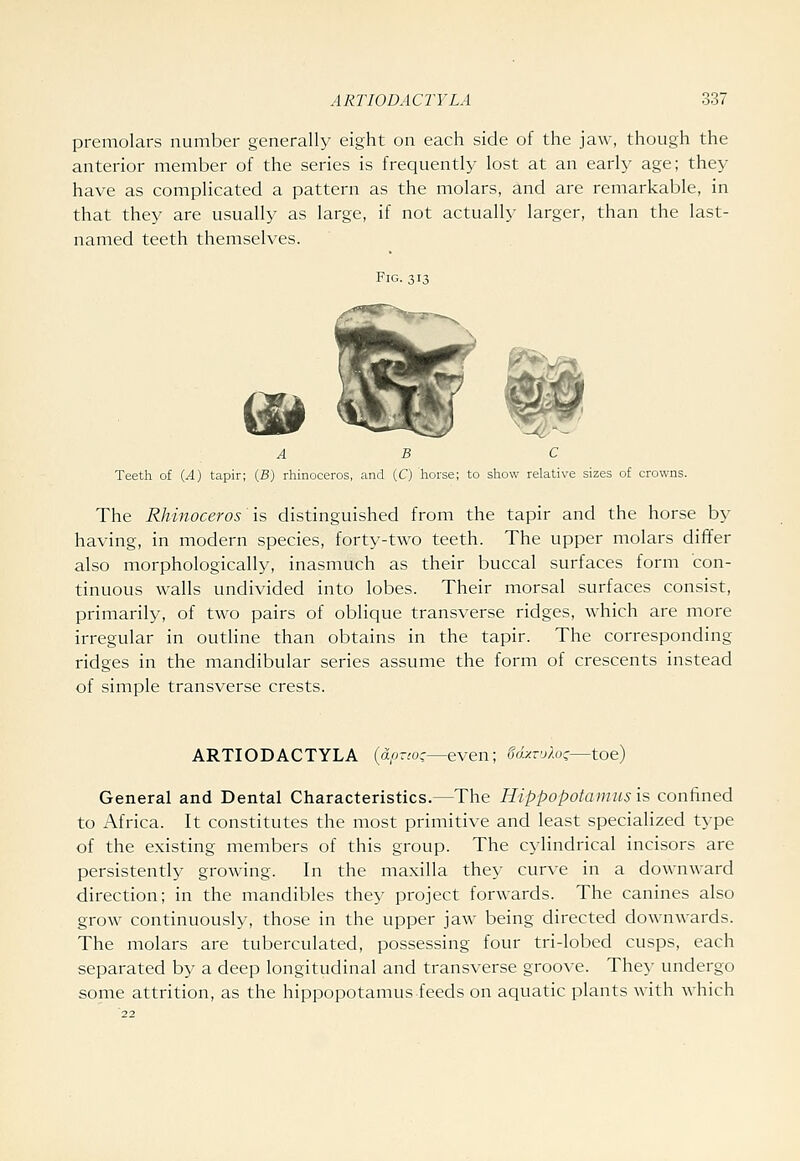 premolars number generally eight on each side of the jaw, though the anterior member of the series is frequently lost at an early age; they have as complicated a pattern as the molars, and are remarkable, in that they are usually as large, if not actually larger, than the last- named teeth themselves. Fig. 313 A B C Teeth of {A) tapir; (B) rhinoceros, and (C) horse; to show relative sizes of crowns. The Rhinoceros \s distinguished from the tapir and the horse by having, in modern species, forty-two teeth. The upper molars differ also morphologically, inasmuch as their buccal surfaces form con- tinuous walls undivided into lobes. Their morsal surfaces consist, primarily, of two pairs of oblique transverse ridges, which are more irregular in outline than obtains in the tapir. The corresponding ridges in the mandibular series assume the form of crescents instead of simple transverse crests. ARTIODACTYLA {drnco;—even; UxvAoz—toe) General and Dental Characteristics.—The Hippopotamus is confined to Africa. It constitutes the most primitive and least specialized type of the existing members of this group. The cylindrical incisors are persistently growing. In the maxilla they curve in a downward direction; in the mandibles they project forwards. The canines also grow continuously, those in the upper jaw being directed downwards. The molars are tuberculated, possessing four tri-lobed cusps, each separated by a deep longitudinal and transverse groove. They undergo some attrition, as the hippopotamus feeds on aquatic plants with which