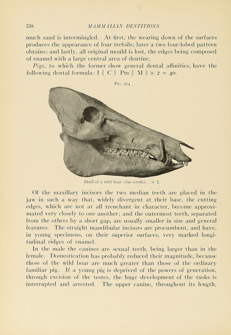 much sand is intermingled. At first, the wearing down of the surfaces produces the appearance of four trefoils; later a two four-lobed pattern obtains; and lastly, all original mould is lost, the edges being composed of enamel with a large central area of dentine. Pigs, to which the former show general dental affinities, have the following dental formula: I | C y Pm | M | X 2 = 40. Fig. 314 Skull of a wild boar {Sus scrofa). X 3. Of the maxillary incisors the two median teeth are placed in the jaw in such a way that, widely divergent at their base, the cutting edges, which are not at all trenchant in character, become approxi- mated very closely to one another; and the outermost teeth, separated from the others by a short gap, are usually smaller in size and general features. The straight mandibular incisors are procumbent, and have, in young specimens, on their superior surfaces, very marked longi- tudinal ridges of enamel. In the male the canines are sexual teeth, being larger than in the female. Domestication has probably reduced their magnitude, because those of the wild boar are much greater than those of the ordinary familiar pig. If a young pig is deprived of the powers of generation, through excision of the testes, the huge development of the tusks is interrupted and arrested. The upper canine, throughout its length.