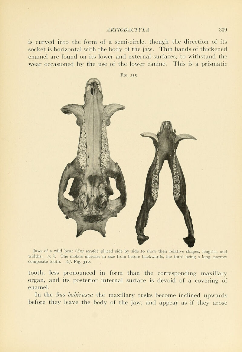 is curved into the form of a semi-circle, though the direction of its socket is horizontal with the body of the jaw. Thin bands of thickened enamel are found on its lower and external surfaces, to withstand the wear occasioned by the use of the lower canine. This is a prismatic Fig. 315 Jaws of a wild boar {Siis scrofa) placed side by side to show their relative shapes, lengths, and widths. X 3. The molars increase in size from before backwards, the third being a long, narrow composite tooth. C/. Fig. 312. tooth, less pronounced in form than the corresponding maxillar\' organ, and its posterior internal surface is devoid of a covering of enamel. In the Sus babirussa the maxillary tusks become inclined upwards before they leave the body of the jaw, and appear as if they arose