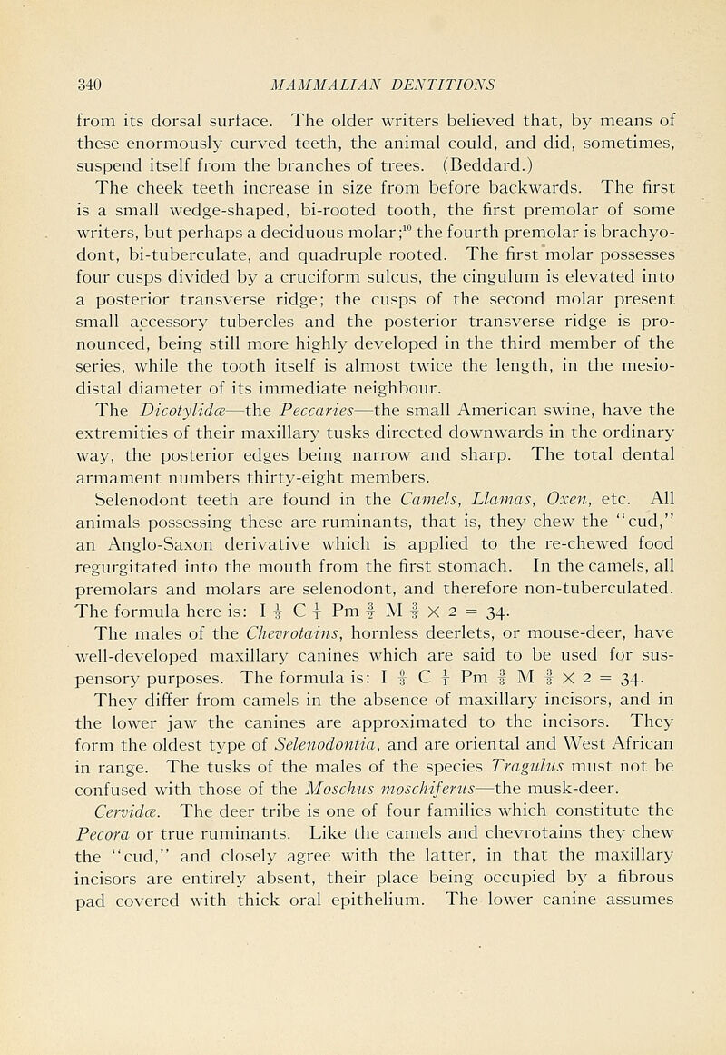 from its dorsal surface. The older writers believed that, by means of these enormously curved teeth, the animal could, and did, sometimes, suspend itself from the branches of trees. (Beddard.) The cheek teeth increase in size from before backwards. The first is a small wedge-shaped, bi-rooted tooth, the first premolar of some writers, but perhaps a deciduous molar i^ the fourth premolar is brachyo- dont, bi-tuberculate, and quadruple rooted. The first molar possesses four cusps divided by a cruciform sulcus, the cingulum is elevated into a posterior transverse ridge; the cusps of the second molar present small accessory tubercles and the posterior transverse ridge is pro- nounced, being still more highly developed in the third member of the series, while the tooth itself is almost twice the length, in the mesio- distal diameter of its immediate neighbour. The DicotylidcB—the Peccaries—the small American swine, have the extremities of their maxillary tusks directed downwards in the ordinary way, the posterior edges being narrow and sharp. The total dental armament numbers thirty-eight members. Selenodont teeth are found in the Camels, Llamas, Oxen, etc. All animals possessing these are ruminants, that is, they chew the cud, an Anglo-Saxon derivative which is applied to the re-chewed food regurgitated into the mouth from the first stomach. In the camels, all premolars and molars are selenodont, and therefore non-tuberculated. The formula here is: I i C 1 Pm I M -f X 2 = 34. The males of the Chevrotains, hornless deerlets, or mouse-deer, have well-developed maxillary canines which are said to be used for sus- pensory purposes. The formula is: If C I Pm | M | X 2 = 34. They differ from camels in the absence of maxillary incisors, and in the lower jaw the canines are approximated to the incisors. They form the oldest type of Selenodontia, and are oriental and West African in range. The tusks of the males of the species Tragidus must not be confused with those of the Moschus moschiferus—the musk-deer. CervidcB. The deer tribe is one of four families which constitute the Pecora or true ruminants. Like the camels and chevrotains they chew the cud, and closely agree with the latter, in that the maxillary incisors are entirely absent, their place being occupied by a fibrous pad covered with thick oral epithelium. The lower canine assumes