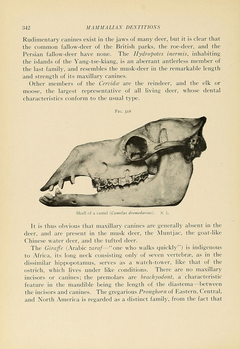 Rudimentary canines exist in the jaws of many deer, but it is clear that the common fallow-deer of the British parks, the roe-deer, and the Persian fallow-deer have none. The Hydropotes inermis, inhabiting the islands of the Yang-tse-kiang, is an aberrant antlerless member of the last family, and resembles the musk-deer in the remarkable length and strength of its maxillary canines. Other members of the CervidcB are the reindeer, and the elk or moose, the largest representative of all living deer, whose dental characteristics conform to the usual type. Fig. 318 Skull of a camel (Camelus dromedarius). X It is thus obvious that maxillary canines are generally absent in the deer, and are present in the musk deer, the Muntjac, the goat-like Chinese water deer, and the tufted deer. The Giraffe (Arabic zaraf—one who walks quickly) is indigenous to Africa, its long neck consisting only of seven vertebrae, as in the dissimilar hippopotamus, serves as a watch-tower, like that of the ostrich, which lives under like conditions. There are no maxillary incisors or canines; the premolars are brachyodont, a characteristic feature in the mandible being the length of the diastema—between the incisors and canines. The gregarious Pronghorn of Eastern, Central, and North America is regarded as a distinct family, from the fact that