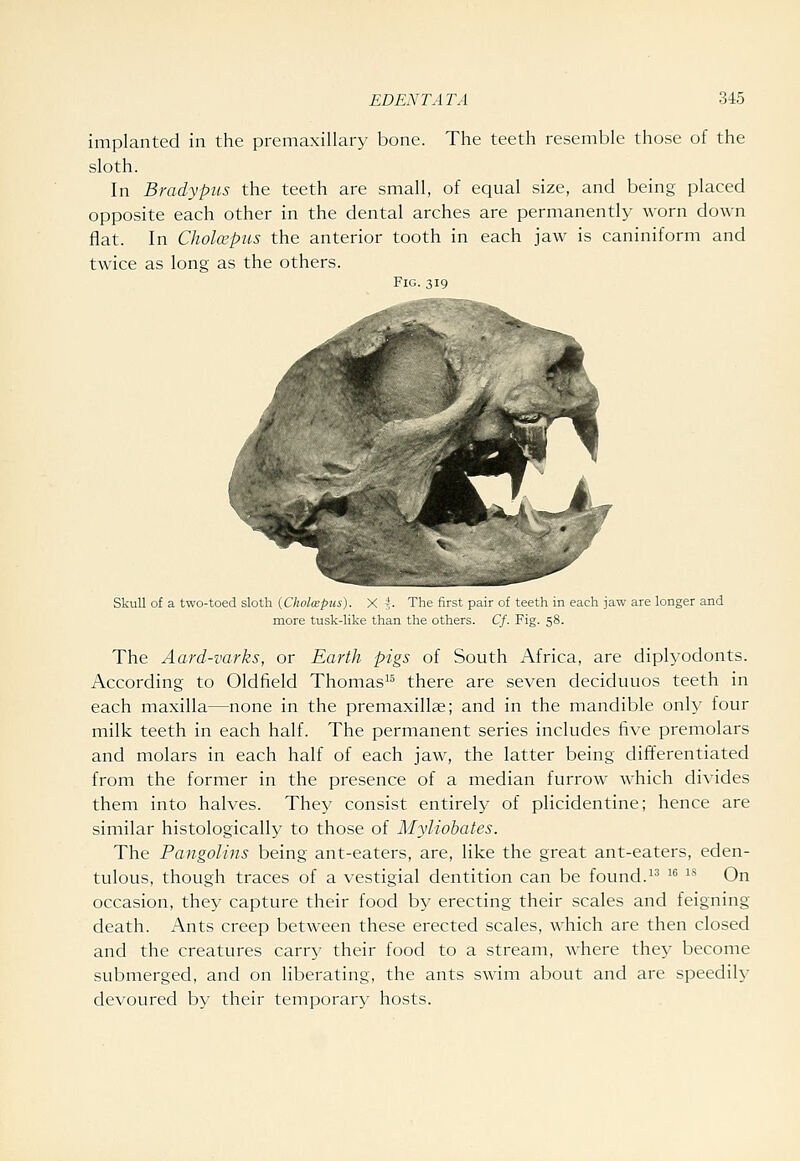 implanted in the premaxillary bone. The teeth resemble those of the sloth. In Bradypus the teeth are small, of equal size, and being placed opposite each other in the dental arches are permanently worn down flat. In CholcepHS the anterior tooth in each jaw is caniniform and twice as long as the others. Fig. 319 Skull of a two-toed sloth (Cholospus). X -. The first pair of teeth in each jaw are longer and more tusk-like than the others. Cf. Fig. 58. The Aard-varks, or Earth pigs of South Africa, are diplyodonts. According to Oldfield Thomas^^ there are seven deciduuos teeth in each maxilla—none in the premaxillae; and in the mandible only four milk teeth in each half. The permanent series includes five premolars and molars in each half of each jaw, the latter being differentiated from the former in the presence of a median furrow which divides them into halves. They consist entirely of plicidentine; hence are similar histologically to those of Myliobates. The Pangolins being ant-eaters, are, like the great ant-eaters, eden- tulous, though traces of a vestigial dentition can be found.^^ ^^ ^* On occasion, they capture their food by erecting their scales and feigning death. Ants creep between these erected scales, which are then closed and the creatures carry their food to a stream, where they become submerged, and on liberating, the ants swim about and are speedily devoured by their temporary hosts.