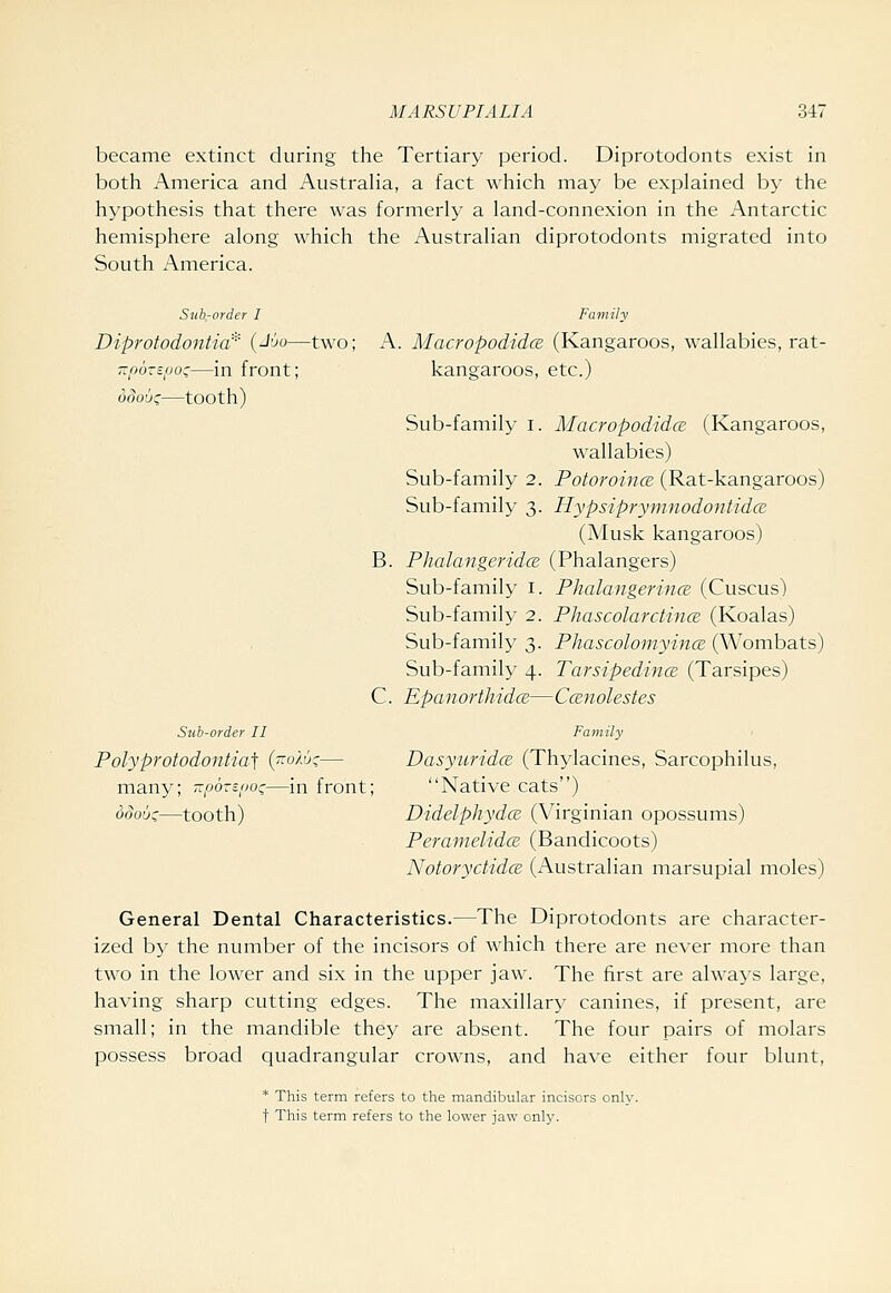 became extinct during the Tertiary period. Diprotodonts exist in both America and AustraHa, a fact which may be explained by the hypothesis that there was formerly a land-connexion in the Antarctic hemisphere along which the Australian diprotodonts migrated into South America. Sub-order I Diprotodontia^ (-I'-Jo—two; 7:pozs(joz—in front; dooui;—tooth) Family A. Macropodidce (Kangaroos, wallabies, rat- kangaroos, etc.) Sub-family i. Macropodidce (Kangaroos, wallabies) Sub-family 2. PotoroincE (Rat-kangaroos) Sub-family 3. Hypsipryrmwdontidce (Musk kangaroos) B. Phalangeridce (Phalangers) Sub-family i. Phalangerince (Cuscus) Sub-family 2. Phascolarctince (Koalas) Sub-family 3. Phascolomyince (Wombats) Sub-family 4. Tarsipedince (Tarsipes) C. EpanorthidcB—Ccenolestes Sub-order II Polyprotodontia] (jto'/jj:;— many; TipozsjioQ—in front; ddou:;—tOOth) Fa mily Dasyuridce (Thylacines, Sarcophilus, Native cats) Didelphydce (Virginian opossums) Peramelidce. (Bandicoots) Notoryctidce (Australian marsupial moles) General Dental Characteristics.—The Diprotodonts are character- ized by the number of the incisors of which there are never more than two in the lower and six in the upper jaw. The first are alwa^'s large, having sharp cutting edges. The maxillary canines, if present, are small; in the mandible they are absent. The four pairs of molars possess broad quadrangular crowns, and have either four blunt, * This term refers to the mandibular incisors only, t This term refers to the lower jaw only.