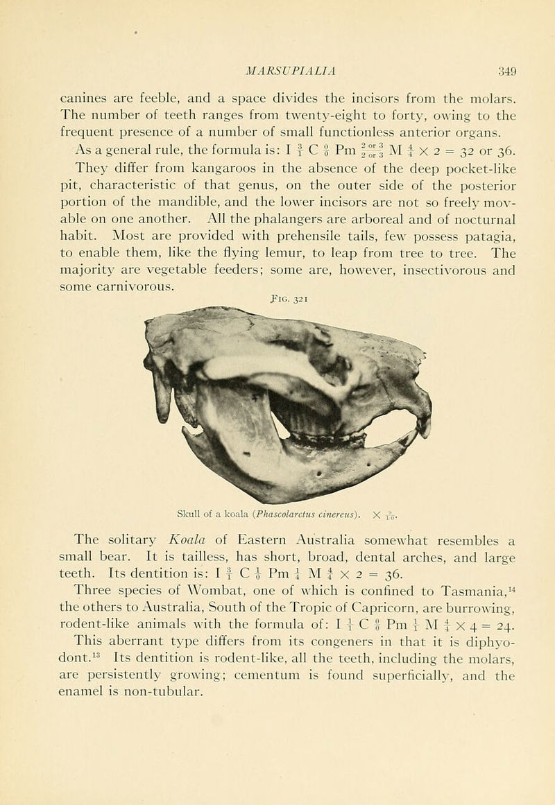 canines are feeble, and a space divides the incisors from the molars. The number of teeth ranges from twenty-eight to forty, owing to the frequent presence of a number of small functionless anterior organs. As a general rule, the formula is: I f C -^ Pm \^^ M f x 2 = 32 or 36. They differ from kangaroos in the absence of the deep pocket-like pit, characteristic of that genus, on the outer side of the posterior portion of the mandible, and the lower incisors are not so freely mov- able on one another. All the phalangers are arboreal and of nocturnal habit. Most are provided with prehensile tails, few possess patagia, to enable them, like the flying lemur, to leap from tree to tree. The majority are vegetable feeders; some are, however, insectivorous and some carnivorous. J~IG. 321 Skull of a koala {Phascolarctus cinereus) The solitary Koala of Eastern Australia somewhat resembles a small bear. It is tailless, has short, broad, dental arches, and large teeth. Its dentition is: I f C i Pm i M t X 2 = 36. Three species of Wombat, one of which is confined to Tasmania, the others to Australia, South of the Tropic of Capricorn, are burrowing, rodent-like animals with the formula of: I y C {f Pm t ^I 4 X 4 = 24. This aberrant type differs from its congeners in that it is diphyo- dont.i^ Its dentition is rodent-like, all the teeth, including the molars, are persistently growing; cementum is found superficially, and the enamel is non-tubular.