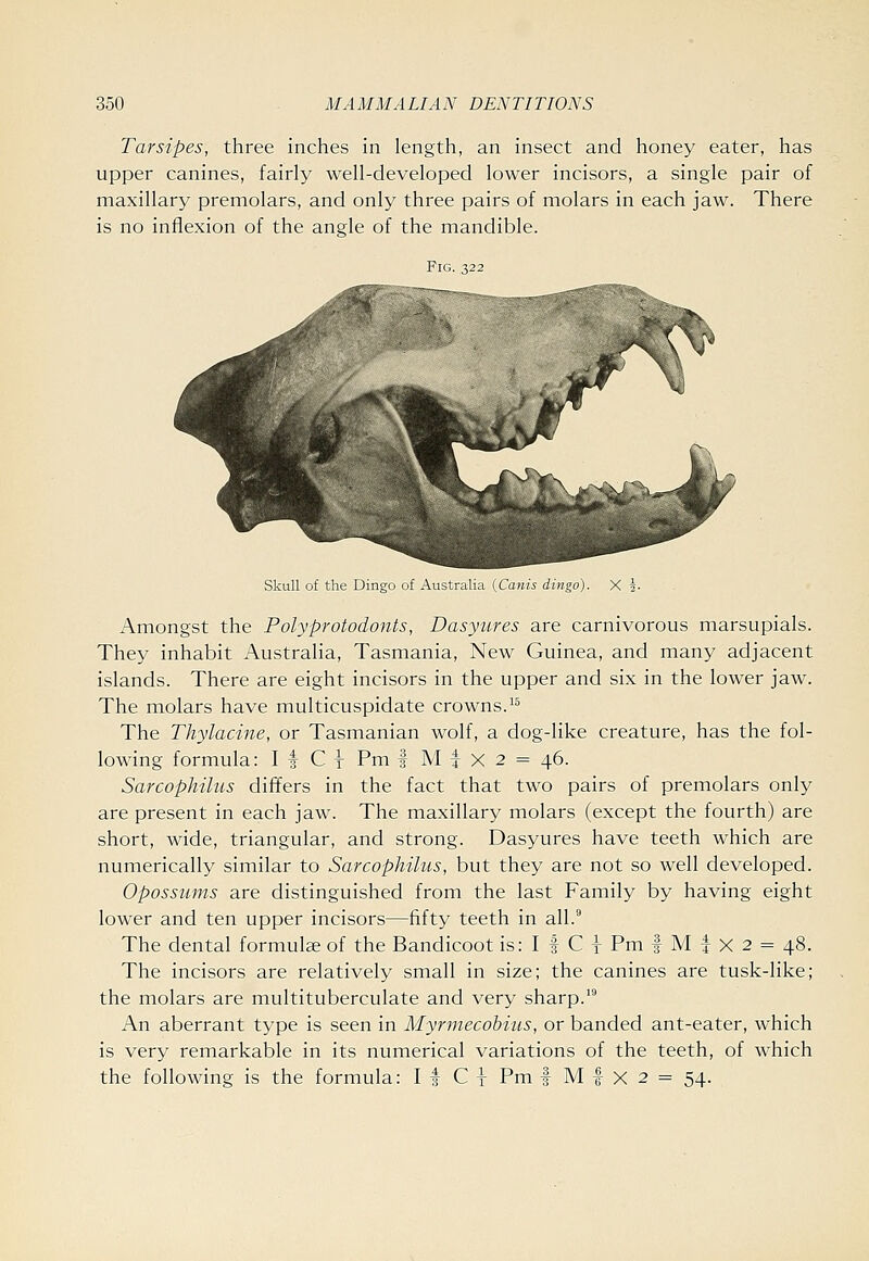 Tarsipes, three inches in length, an insect and honey eater, has upper canines, fairly well-developed lower incisors, a single pair of maxillary premolars, and only three pairs of molars in each jaw. There is no inflexion of the angle of the mandible. Fig. Skull of the Dingo of Australia i^Canis dingo) Amongst the Polyprotodonts, Dasyures are carnivorous marsupials. They inhabit Australia, Tasmania, New Guinea, and many adjacent islands. There are eight incisors in the upper and six in the lower jaw. The molars have multicuspidate crowns.^^ The Thylacine, or Tasmanian wolf, a dog-like creature, has the fol- lowing formula: I t C y Pm | M t X 2 = 46. Sarcophiliis differs in the fact that two pairs of premolars only are present in each jaw. The maxillary molars (except the fourth) are short, wide, triangular, and strong. Dasyures have teeth which are numerically similar to Sarcophilus, but they are not so well developed. Opossums are distinguished from the last Family by having eight lower and ten upper incisors—fifty teeth in all. The dental formulas of the Bandicoot is: I | C | Pm | M t X 2 = 48. The incisors are relatively small in size; the canines are tusk-like; the molars are multituberculate and very sharp.' An aberrant type is seen in Myrmecobius, or banded ant-eater, which is very remarkable in its numerical variations of the teeth, of which the following is the formula: I | C x Pm | M f X 2 = 54.