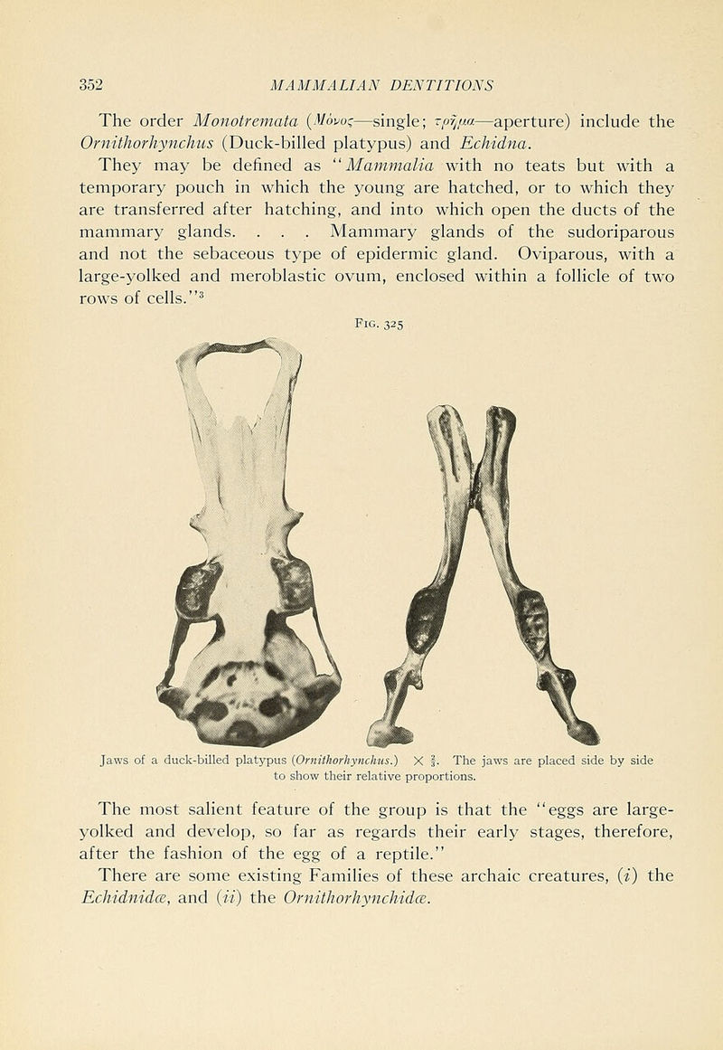 The order Monotremata {Mom;—single; Trjyj/JM—aperture) include the Ornithorhynchus (Duck-billed platypus) and Echidna. They may be defined as Mammalia with no teats but with a temporary pouch in which the young are hatched, or to which they are transferred after hatching, and into which open the ducts of the mammary glands. . . . Mammary glands of the sudoriparous and not the sebaceous type of epidermic gland. Oviparous, with a large-yolked and meroblastic ovum, enclosed within a follicle of two rows of cells. ^ Fig. 325 Jaws of a duck-billed platypus {Ornithorhynchus.) X f. The jaws are placed side by side to show their relative proportions. The most salient feature of the group is that the eggs are large- yolked and develop, so far as regards their early stages, therefore, after the fashion of the egg of a reptile. There are some existing Families of these archaic creatures, {i) the Echidnidcz, and {ii) the Ornithorhynchidce.