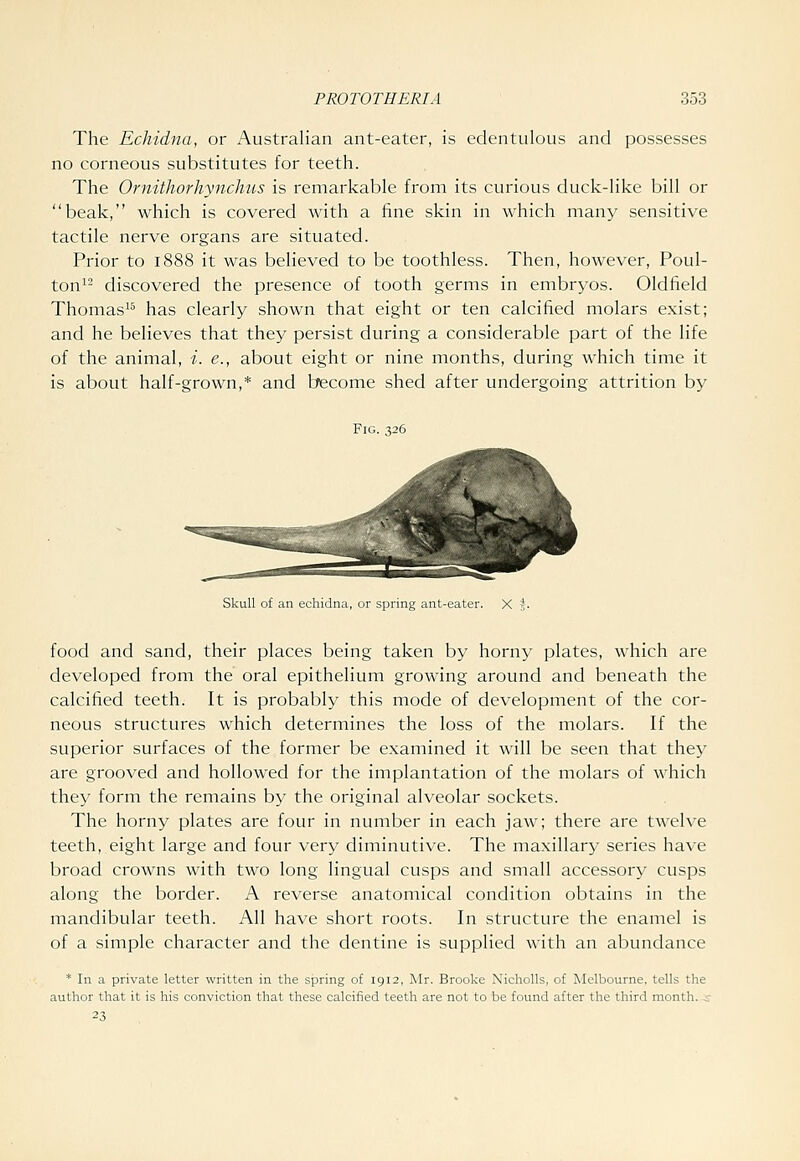 The Echidna, or Australian ant-eater, is edentulous and possesses no corneous substitutes for teeth. The Ornithorhynchus is remarkable from its curious duck-like bill or beak, which is covered with a fine skin in which many sensitive tactile nerve organs are situated. Prior to 1888 it was believed to be toothless. Then, however, Poul- ton^- discovered the presence of tooth germs in embryos. Oldfield Thomas^^ has clearly shown that eight or ten calcified molars exist; and he believes that they persist during a considerable part of the life of the animal, i. e., about eight or nine months, during which time it is about half-grown,* and become shed after undergoing attrition by Fig. 326 Skull of an echidna, or spring ant-eater. X 5. food and sand, their places being taken by horny plates, which are developed from the oral epithelium growing around and beneath the calcified teeth. It is probably this mode of development of the cor- neous structures which determines the loss of the molars. If the superior surfaces of the former be examined it will be seen that they are grooved and hollowed for the implantation of the molars of which they form the remains by the original alveolar sockets. The horny plates are four in number in each jaw; there are twelve teeth, eight large and four very diminutive. The maxillary series have broad crowns with two long lingual cusps and small accessory cusps along the border. A reverse anatomical condition obtains in the mandibular teeth. All have short roots. In structure the enamel is of a simple character and the dentine is supplied with an abundance * In a private letter written in the spring of 1912, Mr. Brooke NichoUs, of Melbourne, tells the author that it is his conviction that these calcified teeth are not to be found after the third month, .s- 23