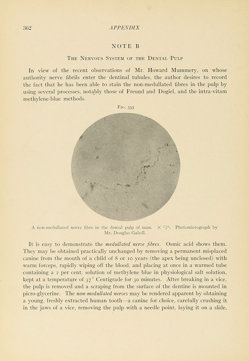 NOTE B The Nervous System of the Dental Pulp In view of the recent observations of Mr. Howard Mummery, on whose authority nerve fibrils enter the dentinal tubules, the author desires to record the fact that he has been able to stain the non-medullated fibres, in the pulp by using several processes, notably those of Freund and Dogiel, and the intra-vitam methylene-blue methods. Fir,. -,v. A non-medullated nerve fibre in the dental pulp of man. Mr. Douglas Gabell. Photomicrograph by It is easy to demonstrate the ■medullated nerve fibres. Osmic acid shows them. They may be obtained practically unchanged by removing a permanent misplaced canine from the mouth of a child of 8 or lo years (the apex being unclosed) with warm forceps, rapidly wiping off the blood, and placing at once in a warmed tube containing a 2 per cent, solution of methylene blue in physiological salt solution, kept at a temperature of 37° Centigrade for 30 minutes. After breaking in a vice, the pulp is removed and a scraping from the surface of the dentine is mounted in picro-glycerine. The non-medullated nerves may be rendered apparent by obtaining a young, freshly extracted human tooth—a canine for choice, carefully crushing it in the jaws of a vice, removing the pulp with a needle point, laying it on a slide,