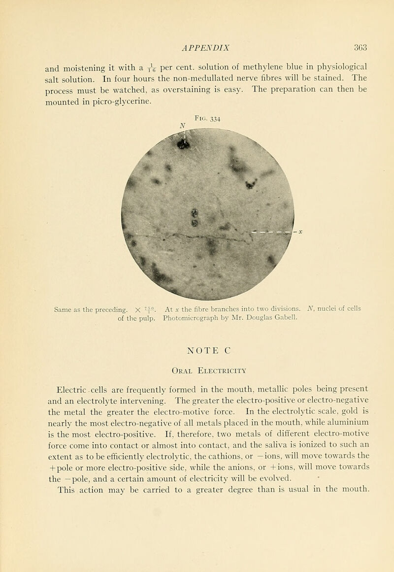 and moistening it with a yV per cent, solution of methylene blue in physiological salt solution. In four hours the non-medullated nerve fibres will be stained. The process must be watched, as overstaining is easy. The preparation can then be mounted in picro-glycerine. Fig. 334 Same as the preceding. X '^y- of the pulp. At .T the fibre branches into two divisions. A^ nuclei of cells Photomicrograph by Mr. Douglas Gabell. NOTE C Oral Electricity Electric.cells are frequently formed in the mouth, metaUic poles being present and an electrolyte intervening. The greater the electro-positive or electro-negative the metal the greater the electro-motive force. In the electrolytic scale, gold is nearly the most electro-negative of all metals placed in the mouth, while aluminium is the most electro-positive. If, therefore, two metals of different electro-motive force come into contact or almost into contact, and the sahva is ionized to such an extent as to be efficiently electrolytic, the cathions, or —ions, will move towards the -I-pole or more electro-positive side, while the anions, or 4-ions, will move towards the —pole, and a certain amount of electricity will be evolved. This action may be carried to a greater degree than is usual in the moulh.