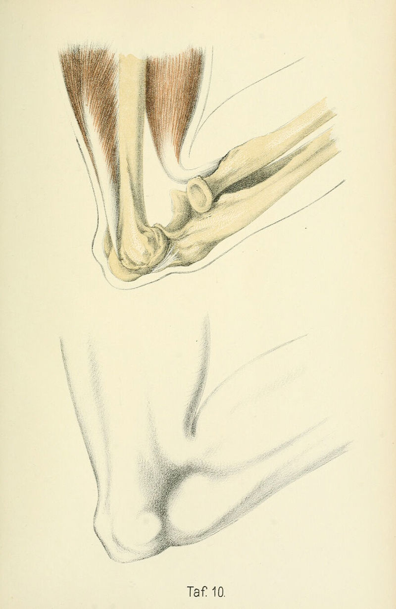 M: \^:m M»- Taf 10.