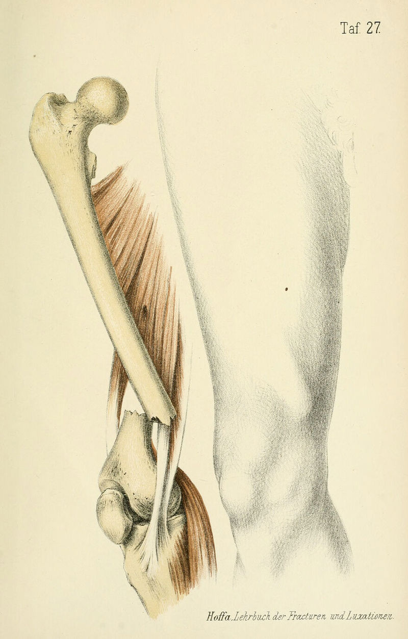 ^>: ^■^^m^ ^^^t: Eoffa.Lehrhvxk derFrdcturen mdLuxcitioTbeii.