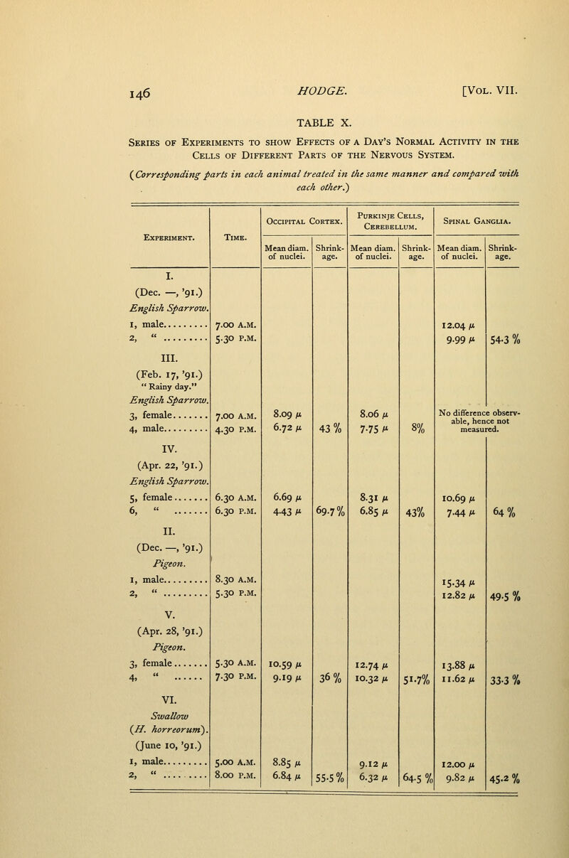 HODGE. TABLE X. Series of Experiments to show Effects of a Day's Normal Activity in the Cells of Different Parts of the Nervous System. (^Corresponding parts in each animal treated in the same manner and compared with each other.') Experiment. Time. Occipital Cortex. Mean diam. of nuclei. Shrink- age. PuRKiNjE Cells, Cerebellum. Mean diam. of nuclei. Shrink- age. Spinal Ganglia. Mean diam. of nuclei. Shrink- age. I. (Dec. —, '91.) English Sparrow. 1, male 2,  III. (Feb. 17, '91.)  Rainy day. English Sparrow. 3, female 4, male IV. (Apr. 22, '91.) English Sparrow. 5, female 6, « II. (Dec. —, '91.) Pigeon. 1, male 2,  V. (Apr. 28, '91.) Pigeon. 3, female 4,  VI. Swallow (^H. horreorunt). (June 10, '91.) 1, male 2,  7.00 A.M. 5.30 P.M. 7.00 A.M. 4.30 P.M. 6.30 A.M. 6.30 P.M. 8.30 A.M. 5.30 P.M. 5.30 A.M. 7.30 P.M. 5.00 A.M. 8.00 P.M. 8.09 M 6.72 M 6.69 fJ. 443 M 10.59 M 9.19 M 8.85 At 6.84 M 43% 69.7% 36% 55-5 % 8.06 At 7-75 M 8.31 At 6.85 At 12.74 At 10.32 At 9.12 At 6.32 At 8% 43% 12.04 At 9-99 M 54-3 % No difference observ- able, hence not measured. 51.7% 10.69 M 7-44/* 15-34 M 12.82 At 13-88 At 11.62 At 64-5 % 12.00 At 9.82 At 64% 49-5 % 33-3 % 45-2 %