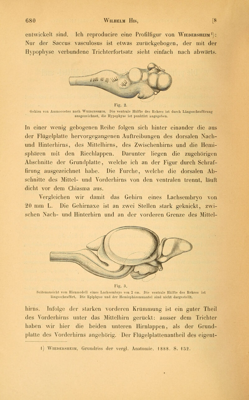 entwickelt sind. Ich reproducire eine Profilfigur von Wiedersheim^): Nur der Saccus vasculosus ist etwas zurückgebogen, der mit der Hypophyse verbundene Trichterfortsatz sieht einfach nach abwärts. Fig. 2. Gehirn von Ammocoetes nach Wiedeesheim. Die ventrale Hälfte des Rohres ist durch Längsschraffirung ausgezeichnet, die Hypophyse ist punktirt angegeben. In einer wenig gebogenen Reihe folgen sich hinter einander die aus der Flügelplatte hervorgegangenen Auftreibungen des dorsalen Nach- und Hinterhirns, des Mittelhirns, des Zwischenhirns und die Hemi- sphären mit den Riechlappen. Darunter liegen die zugehörigen Abschnitte der Grundplatte, welche ich an der Figur durch Schraf- firung ausgezeichnet habe. Die Furche, welche die dorsalen Ab- schnitte des Mittel- und Vorderhirns von den ventralen trennt, läuft dicht vor dem Chiasma aus. Vergleichen wir damit das Gehirn eines Lachsembryo von 20 mm L. Die Gehirnaxe ist an zwei Stellen stark geknickt, zwi- schen Nach- und Hinterhirn und an der vorderen Grenze des Mittel- Fig. 3. Seitenansicht vom Hirnmodell eines Lachsembryo von 2 cm. Die ventrale Hälfte des Rohres ist längsschraffirt. Die Epiphyse und der Hemisphärenmantel sind nicht dargestellt. hirns. Infolge der starken vorderen Krümmung ist ein guter Theil des Vorderhirns unter das Mittelhirn gerückt: ausser dem Trichter haben wir hier die beiden unteren Hirnlappen, als der Grund- platte des Vorderhirns angehörig. Der Flügelplattenantheil des eigent- \) WiEDERSiiEiM, Grundriss der vergl. Anatomie. 1888. S. 152.