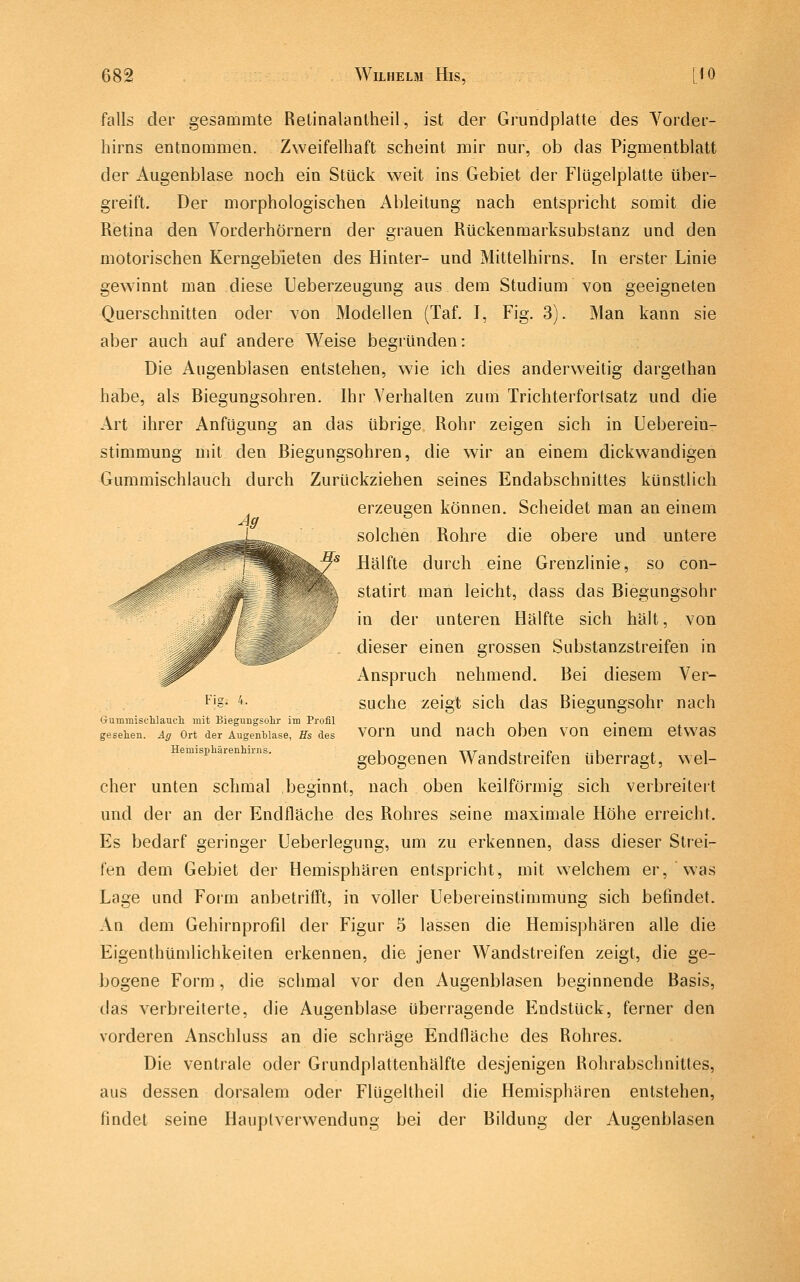 falls der gesammte Retinalanlheil, ist der Grundplatte des Yorder- hirns entnommen. Zweifelhaft scheint mir nur, ob das Pigmentblatt der Augenblase noch ein Stück weit ins Gebiet der Flügelplatte über- greift. Der morphologischen Ableitung nach entspricht somit die Retina den Vorderhörnern der grauen Rückenmarksubstanz und den motorischen Kerngebieten des Hinter- und Mittelhirns. In erster Linie gewinnt man diese Ueberzeugung aus dem Studium von geeigneten Querschnitten oder von Modellen (Taf. I, Fig. 3). Man kann sie aber auch auf andere Weise begründen: Die Augenblasen entstehen, wie ich dies anderweitig dargethan habe, als Biegungsohren. Ihr Verhalten zum Trichterfortsatz und die Art ihrer Anfügung an das übrige Rohr zeigen sich in Ueberein- stimmung mit den Biegungsohren, die wir an einem dickwandigen Gummischlauch durch Zurückziehen seines Endabschnittes künstlich erzeugen können. Scheidet man an einem solchen Rohre die obere und untere /■''■ Hälfte durch eine Grenzlinie, so con- • ^ statirt man leicht, dass das Biegungsohr in der unteren Hälfte sich hält, von dieser einen grossen Substanzstreifen in Anspruch nehmend. Bei diesem Ver- suche zeiet sich das Bieeunssohr nach Fi2. 4. GummiscUaucli mit Biegungsohr im Profil gesehen. Ag Ort der Augenblase, Hs des Hemisphärenhirns. vorn und nach oben von einem etwas gebogenen Wandstreifen überragt, wel- cher unten schmal beginnt, nach oben keilförmig sich verbreitert und der an der Endfläche des Rohres seine maximale Höhe erreicht. Es bedarf geringer Ueberlegung, um zu erkennen, dass dieser Strei- fen dem Gebiet der Hemisphären entspricht, mit welchem er. Was Lage und Form anbetrifft, in voller Uebereinstimmung sich befindet. An dem Gehirnprofil der Figur 5 lassen die Hemisphären alle die Eigenthümlichkeiten erkennen, die jener Wandstreifen zeigt, die ge- bogene Form, die schmal vor den Augenblasen beginnende Basis, das verbreiterte, die Augenblase überragende Endstück, ferner den vorderen Anschluss an die schräge Endfläche des Rohres. Die ventrale oder Grundplattenhälfte desjenigen Rohrabschnittes, aus dessen dorsalem oder Flügeltheil die Hemisphären entstehen, findet seine Hauplverwendung bei der Bildung der Augenblasen