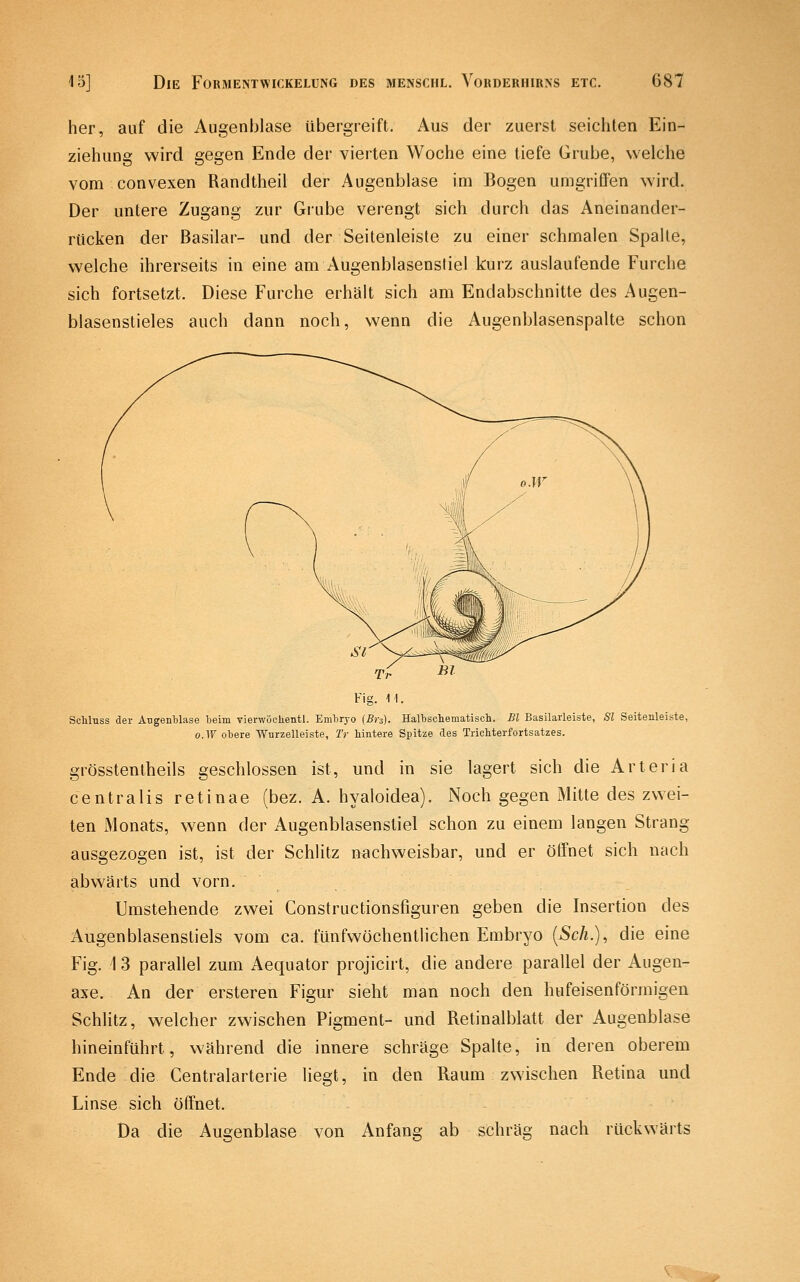 her, auf die Augenblase übergreift. Aus der zuerst seichten Ein- ziehung wird gegen Ende der vierten Woche eine tiefe Grube, welche vom convexen Randtheil der Augenblase im Bogen umgriffen wird. Der untere Zugang zur Grube verengt sich durch das Aneinander- rücken der Basilar- und der Seitenleiste zu einer schmalen Spalte, welche ihrerseits in eine am Augenblasensliel kurz auslaufende Furche sich fortsetzt. Diese Furche erhält sich am Endabschnitte des Augen- blasenstieles auch dann noch, wenn die Augenblasenspalte schon Tr Fig. 11. Scliluss der Augenblase beim vierwöchentl. Embryo (Br-i). Halbschematisch. Bl Basilarleiste, Sl Seitenleiste, o.lf obere Wurzelleiste, Tr hintere Spitze des Triehterfortsatzes. grösstentheils geschlossen ist, und in sie lagert sich die Arteria centralis retinae (bez. A. hyaloidea). Noch gegen Mitte des zwei- ten Monats, wenn der Augenblasenstiel schon zu einem langen Strang ausgezogen ist, ist der Schlitz nachweisbar, und er öffnet sich nach abwärts und vorn. Umstehende zwei Constructionsfiguren geben die Insertion des Augenblasenstiels vom ca. fünfwöchentlichen Embryo [Seh.), die eine Fig. \ 3 parallel zum Aequator projicirt, die andere parallel der Augen- axe. An der ersteren Figur sieht man noch den hufeisenförmigen Schlitz, welcher zwischen Pigment- und Retinalblatt der Augenblase hineinführt, während die innere schräge Spalte, in deren oberem Ende die Centralarterie liegt, in den Raum zwischen Retina und Linse sich öffnet. Da die Augenblase von Anfang ab schräg nach rückwärts