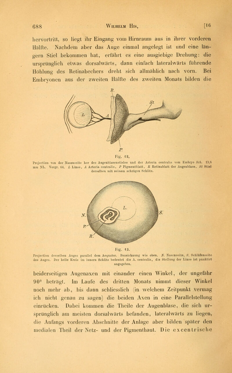 hervortritt, so liegt ihr Eingang vom Hirnraum aus in ihrer vorderen Hälfte. Nachdem aber das Auge einmal angelegt ist und eine län- gern Stiel bekommen hat, erfährt es eine ausgiebige Drehung: die ursprünglich etwas dorsalwärts, dann einfach lateralwärts führende Höhlung des Retinabechers dreht sich allmählich nach vorn. Bei Embryonen aus der zweiten Hälfte des zweiten Monats bilden die Projection von der Nasenseite her des Aogenblasenstieles nnd der Arteria centralis vom Embryo Seh. 13,8 mm NL. Vergr. 64. L Linse, A Arteria centralis, P Pigmentblatt, R EetinaWatt der Augenblase, St Stiel derselben mit seinem schrägen Schlitz. Fig. 13. Projection desselben Anges parallel dem Aeqnator. Bezeichnung wie oben. N. Nasonseite, S. Schläfenseite des Auges. Der helle Kreis im Innern Schlitz bedeutet die A. centralis, die Stellung der Linse ist punktirt angegeben. beiderseitigen Augenaxen mit einander einen Winkel, der ungefähr 90*^ beträgt. Im Laufe des dritten Monats nimmt dieser Winkel noch mehr ab, bis dann schliesslich (in welchem Zeilpunkt vermag ich nicht genau zu sagen) die beiden Axen in eine Parallelstellung einrücken. Dabei kommen die Theile der Augenbiase, die sich ur- sprünglich am meisten dorsalwärts befanden, lateralwärts zu liegen, die Anfangs vorderen Abschnitte der Anlage aber bilden später den medialen Theil der Netz- und der Pigmenlhaut. Die excentrische