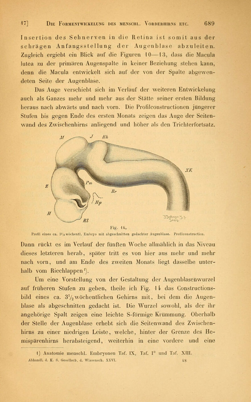 Insertion des Sehnerven in die Retina ist somit aus der schrägen Anfangsstellung der Augenblase abzuleiten. Zugleich ergiebt ein Blick auf die Figuren 10—13, dass die Macula lutea zu der primären Augenspalte in keiner Beziehung stehen kann, denn die Macula entwickelt sich auf der von der Spalte abgewen- deten Seite der Augenblase. Das Auge verschiebt sich im Verlauf der weiteren Entwickelung auch als Ganzes mehr und mehr aus der Stätte seiner ersten Bildung heraus nach abwärts und nach vorn. Die Profilconstructionen jüngerer Stufen bis gegen Ende des ersten Monats zeigen das Auge der Seiten- wand des Zwischenhirns anliegend und höher als den Trichterfortsatz. j'X Fig. U. Profil eines ca. 3'[2TVÖclieiitl. Emti-yo mit abgesclmitten gedachter Augenblase. Profilconstmction. Dann rückt es im Verlauf der fünften Woche allmählich in das Niveau dieses letzteren herab, später tritt es von hier aus mehr und mehr nach vorn, und am Ende des zweiten Monats liegt dasselbe unter- halb vom Riechlappen ^). Um eine Vorstellung von der Gestaltung der Augenblasenwurzel auf früheren Stufen zu geben, theile ich Fig. 14 das Gonstructions- bild eines ca. 3V2wöchentlichen Gehirns mit, bei dem die Augen- blase als abgeschnitten gedacht ist. Die Wurzel sowohl, als der ihr angehörige Spalt zeigen eine leichte S-förmige Krümmung. Oberhalb der Stelle der Augenblase erhebt sich die Seitenwand des Zwischen- hirns zu einer niedrigen Leiste, welche, hinter der Grenze des He- mispärenhirns herabsteigend, weiterhin in eine vordere und eine 1) Anatomie menschl. Embryonen Taf. IX, Taf. 1* und Taf. XIII. Abhandl. d. K. S. Gesellsch. d. Wissensch. 5iVI. 48