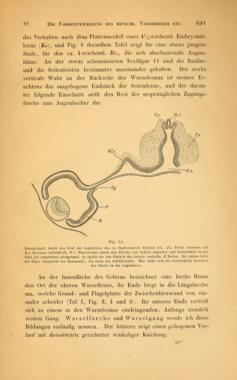 das Verhalten nach dem Plattenmodell eines 4V2Wöchentl. Embryonal- hirns [Ko], und Fig. 1 derselben Tafel zeigt für eine etwas jüngere Stufe, für den ca. 4wöchentl. Br^, die sich abschnürende Augen- blase. An der etwas schematisirten Textfigur 11 sind die Basilar- und die Seitenleisten bestimmter auseinander gehalten. Der starke verticale Wulst an der Rückseite des Wurzelconus ist meines Er- achtens das umgebogene Endstück der Seitenleiste, und der darun- ter folgende Einschnitt stellt den Rest der ursprünglichen Zugangs- furche zum Augenbecher dar. Fig. 15. Durclisclinitt durch den Stiel der Augenblase des ca. fünfwöclientl. Embryo Seh. T.c. Tuber cinereum mit B.i. Eecessus infundibuli, W.c. Wurzelconus durcb eine Furche vom Gehirn abgesetzt und lateralwärts in den Stiel der Äugenblase übergehend, Sp Spalte für den Eintritt der Arteria centralis, B Retina. Die untere Seite der Figur entspricht der Nasenseite, die obere der Schläfenseite. Man sieht auch die excentrische Insertion des Stieles in die Augenblase. An der Innenfläche des Gehirns bezeichnet eine breite Rinne den Ort der oberen Wurzelleisle, ihr Ende biegt in die Längsfurche um, welche Grund- und Flügelplatte der Zwischenhirnwand von ein- ander scheidet (Taf. I, Fig. 2, 4 und 6). Ihr unteres Ende vertieft sich zu einem in den Wurzelconus eindringenden, Anfangs ziemlich weiten Gang. Wurzelfurche und Wurzel gang werde ich diese Bildungen vorläufig nennen. Der letztere zeigt einen gebogenen Ver- lauf mit dorsalwärts gerichteter winkeliger Knickung. 48*