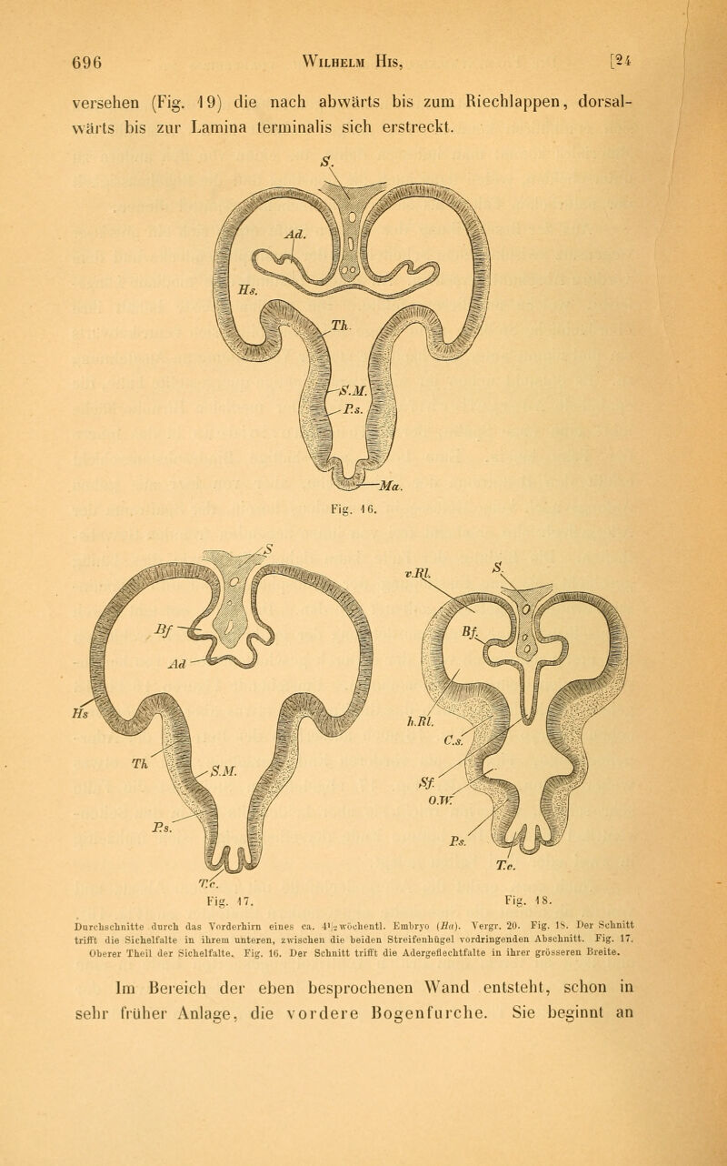 versehen (Fig. 19) die nach abwärts bis zum Riechlappen, dorsal- vvärts bis zur Lamina terminalis sich erstreckt. Fig. 17 Durchschnitte durch das Vnrderhirn eines ca. 4'|-2WöchentL Embryo {Ha). Vergr. 20. Fig. IS. Der Schnitt trifft die Sichelfalte in ihrem unteren, zwischen die beiden Streifenhügel vordringenden Abschnitt. Fig. 17. Oberer Theil der Sichelfalte. Fig. 16. Der Schnitt trifft die Adergeflechtfalte in ihrer grösseren Breite. Im Bereich der eben besprochenen Wand entsteht, schon in sehr früher Anlae;e. die vordere Bösen furche. Sie besinnt an