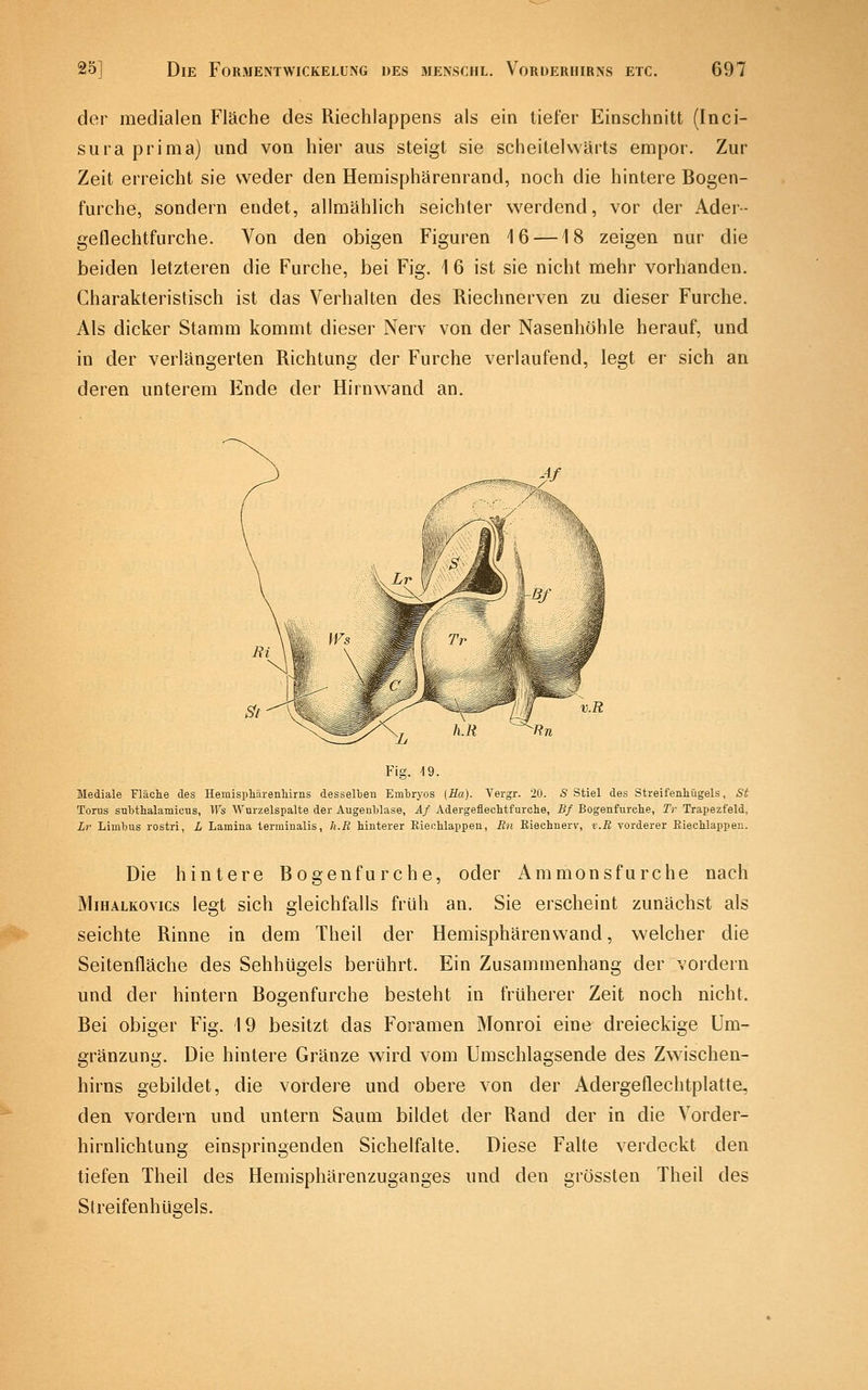 der medialen Fläche des Riechlappens als ein tiefer Einschnitt (Inci- sura prima) und von hier aus steigt sie scheitelvvärts empor. Zur Zeit erreicht sie weder den Hemisphärenrand, noch die hintere Bogen- furche, sondern endet, allmählich seichter werdend, vor der Ader- geflechtfurche. Von den obigen Figuren 16 —18 zeigen nur die beiden letzteren die Furche, bei Fig. 1 6 ist sie nicht mehr vorhanden. Charakteristisch ist das Verhalten des Riechnerven zu dieser Furche. Als dicker Stamm kommt dieser Nerv von der Nasenhöhle herauf, und in der verlängerten Richtung der Furche verlaufend, legt er sich an deren unterem Ende der Hirnwand an. Fig. 19. Mediale Fläche des Hemisphärenliirns desselben Embryos [Ha). Vergr. 20. S Stiel des Streifenhügels, St Torus subthalamicus, Ws Wnrzelspalte der Augenblase, Af Adergeflechtfurche, Bf Bogenfurche, Tr Trapezfeld, Lr Linibus rostri, L Lamina terminalis, h.B hinterer Rienhlappen, Rn Eiechnerv, v.R vorderer Eiechlappeu. Die hintere Bogenfurche, oder Ammonsfurche nach MiHALKOvics legt sich gleichfalls früh an. Sie erscheint zunächst als seichte Rinne in dem Theil der Hemisphärenwand, welcher die Seitenfläche des Sehhügels berührt. Ein Zusammenhang der vordem und der hintern Bogenfurche besteht in früherer Zeit noch nicht. Bei obiger Fig. 19 besitzt das Foramen Monroi eine dreieckige Um- gränzung. Die hintere Gränze wird vom Umschlagsende des Zwischen- hirns gebildet, die vordere und obere von der Adergeflechtplatte, den vordem und untern Saum bildet der Rand der in die Vorder- hirnlichtung einspringenden Sichelfalte. Diese Falte verdeckt den tiefen Theil des Hemisphärenzuganges und den grössten Theil des Streifenhügels.