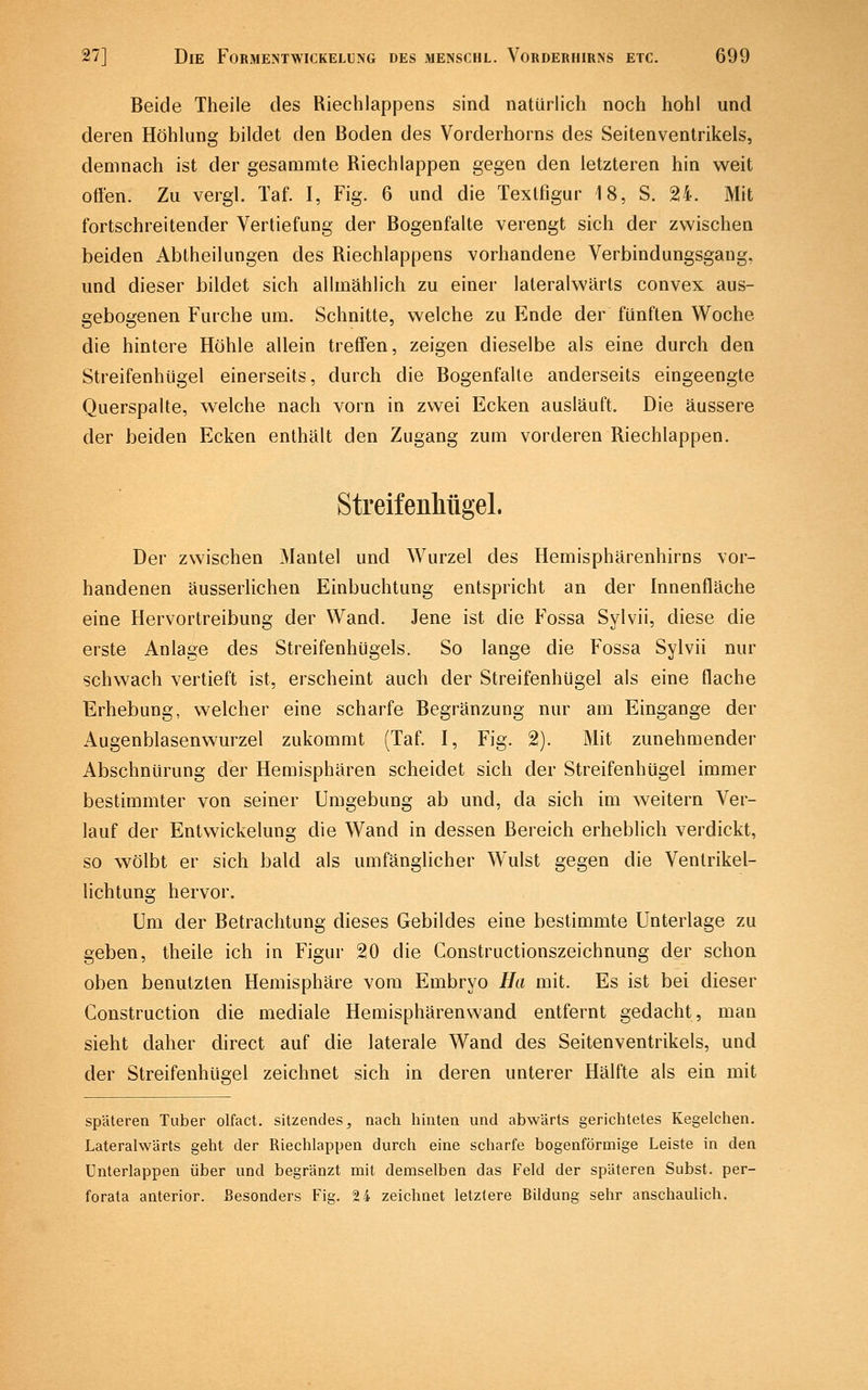 Beide Theile des Riechlapj3ens sind natürlich noch hohl und deren Höhlung bildet den Boden des Vorderhorns des Seitenventrikels, demnach ist der gesammte Riech läppen gegen den letzteren hin weit offen. Zu vergl. Taf. I, Fig. 6 und die Texlfigur 18, S. 24. Mit fortschreitender Vertiefung der Bogenfalte verengt sich der zwischen beiden Abtheilungen des Riechlappens vorhandene Verbindungsgang, und dieser bildet sich allmählich zu einer lateralwärts convex aus- gebogenen Furche um. Schnitte, welche zu Ende der fünften Woche die hintere Höhle allein treffen, zeigen dieselbe als eine durch den Streifenhügel einerseits, durch die Bogenfalte anderseits eingeengte Querspalte, welche nach vorn in zv^ei Ecken ausläuft. Die äussere der beiden Ecken enthält den Zugang zum vorderen Riechlappen. Streifenlitigel. Der zwischen Mantel und Wurzel des Hemisphärenhirns vor- handenen äusserlichen Einbuchtung entspricht an der Innenfläche eine Hervortreibung der Wand. Jene ist die Fossa Sylvii, diese die erste Anlage des Streifenhügels. So lange die Fossa Sylvii nur schwach vertieft ist, erscheint auch der Streifenhügel als eine flache Erhebung, welcher eine scharfe Begränzung nur am Eingange der Augenblasenwurzel zukommt (Taf. I, Fig. 2). Mit zunehmender Abschnürung der Hemisphären scheidet sich der Streifenhügel immer bestimmter von seiner Umgebung ab und, da sich im weitern Ver- lauf der Entwickelung die Wand in dessen Bereich erheblich verdickt, so wölbt er sich bald als umfänglicher Wulst gegen die Ventrikel- lichtung hervor. Um der Betrachtung dieses Gebildes eine bestimmte Unterlage zu geben, theile ich in Figur 20 die Gonstructionszeichnung der schon oben benutzten Hemisphäre vom Embryo Ha mit. Es ist bei dieser Construction die mediale Hemisphärenwand entfernt gedacht, man sieht daher direct auf die laterale Wand des Seitenventrikels, und der Streifenhügel zeichnet sich in deren unterer Hälfte als ein mit späteren Tuber olfact. sitzendes, nach hinten und abwärts gerichtetes Kegelchen. Lateralwärts geht der Riechlappen durch eine scharfe bogenförmige Leiste in den Unterlappen über und begränzt mit demselben das Feld der späteren Subst. per- forata anterior. Besonders Fig. 24 zeichnet letztere Bildung sehr anschaulich.