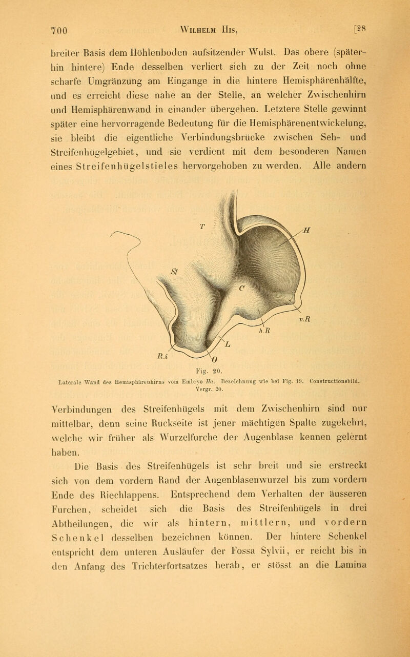 breiter Basis dem Höhlenboden aufsitzender Wulst. Das obere (später- hin hintere) Ende desselben verliert sich zu der Zeit noch ohne scharfe Umgränzung am Eingange in die hintere Hemisphärenhälfte, und es erreicht diese nahe an der Stelle, an welcher Zwischenhirn und Hemisphärenwand in einander übergehen. Letztere Stelle gewinnt später eine hervorragende Bedeutung für die Hemisphärenentwickelung, sie bleibt die eigentliche Verbindungsbrücke zwischen Seh- und Streifenhügelgebiet und sie verdient mit dem besonderen Namen eines Streifenhü2:elstieles hervorgehoben zu werden. Alle andern Laterale Wand des Hemisphärenhims vom Embryo Ha. Bezeichnung wie bei Fig. 19. Constructionsbild. Vergr. 20. Verbindungen des Streifenhügels mit dem Zwischenhirn sind nur mittelbar, denn seine Rückseite ist jener mächtigen Spalte zugekehrt, welche wir früher als Wurzelfurche der Augenblase kennen gelernt haben. Die Basis des Streifenhügels ist sehr breit und sie erstreckt sich von dem vordem Rand der Augenblasenwurzel bis zum vordem Ende des Riechlappens. Entsprechend dem Verhalten der äusseren Furchen, scheidet sich die Basis des Streifenhügels in drei Abtheilungen, die wir als hintern, mittlem, und vordem Schenkel desselben bezeichnen können. Der hintere Schenkel entspricht dem unteren Ausläufer der Fossa Sylvii, er reicht bis in den Anfans des Trichterfortsatzes herab, er stösst an die Lamina