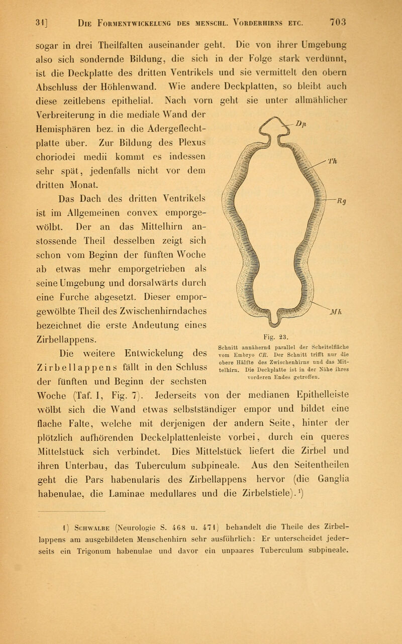 sogar in drei Theilfalten auseinander geht. Die von ihrer Umgebung also sich sondernde Bildung, die sich in der Folge stark verdünnt, ist die Deckplatte des dritten Ventrikels und sie vermittelt den obern Abschluss der Höhlenwand. Wie andere Deckplatten, so bleibt auch diese zeitlebens epithelial. Nach vorn geht sie unter allmählicher Verbreiteruns in die mediale Wand der Hemisphären bez. in die Adergeflecht- platte über. Zur Bildung des Plexus choriodei medii kommt es indessen sehr spät, jedenfalls nicht vor dem dritten Monat. Das Dach des dritten Ventrikels ist im Allgemeinen convex emporge- wölbt. Der an das Mittelhirn an- stossende Theil desselben zeigt sich schon vom Beginn der fünften Woche ab etwas mehr emporgetrieben als seine Umgebung und dorsalwärts durch eine Furche abgesetzt. Dieser empor- gewölbte Theil des Zwischenhirndaches ■<lM> Fig. 23. Schnitt annähernd parallel der ScheitelfläclLe vom Embryo CB. Der Schnitt trifft nur die obere Hälfte des Zwischenhii-ns und das !Mlt- telhirn. Die Deckplatte ist in der Nähe ihres vorderen Endes getroffen. bezeichnet die erste Andeutung eines Zirbellappens. Die weitere Entwickelung des Zirbellappens fällt in den Schluss der fünften und Beginn der sechsten Woche (Taf. I, Fig. 7). Jederseits von der medianen Epithelleiste wölbt sich die Wand etwas selbstständiger empor und bildet eine flache Falte, welche mit derjenigen der andern Seite, hinler der plötzlich aufhörenden Deckelplattenleiste vorbei, durch ein queres Mittelstück sich verbindet. Dies Mittelstück liefert die Zirbel und ihren Unterbau, das Tuberculum subpineale. Aus den Seitentheilen geht die Pars habenularis des Zirbellappens hervor (die Ganglia habenulae, die Laminae medulläres und die Zirbelstiele).^) 1) Schwalbe (Neurologie S. 468 u. il\] behandelt die Theile des Zirbel- lappens am ausgebildeten Meuschenhirn sehr ausführlich: Er unterscheidet jeder- seits ein Trigonum habenulae und davor ein unpaares Tuberculum subpineale.