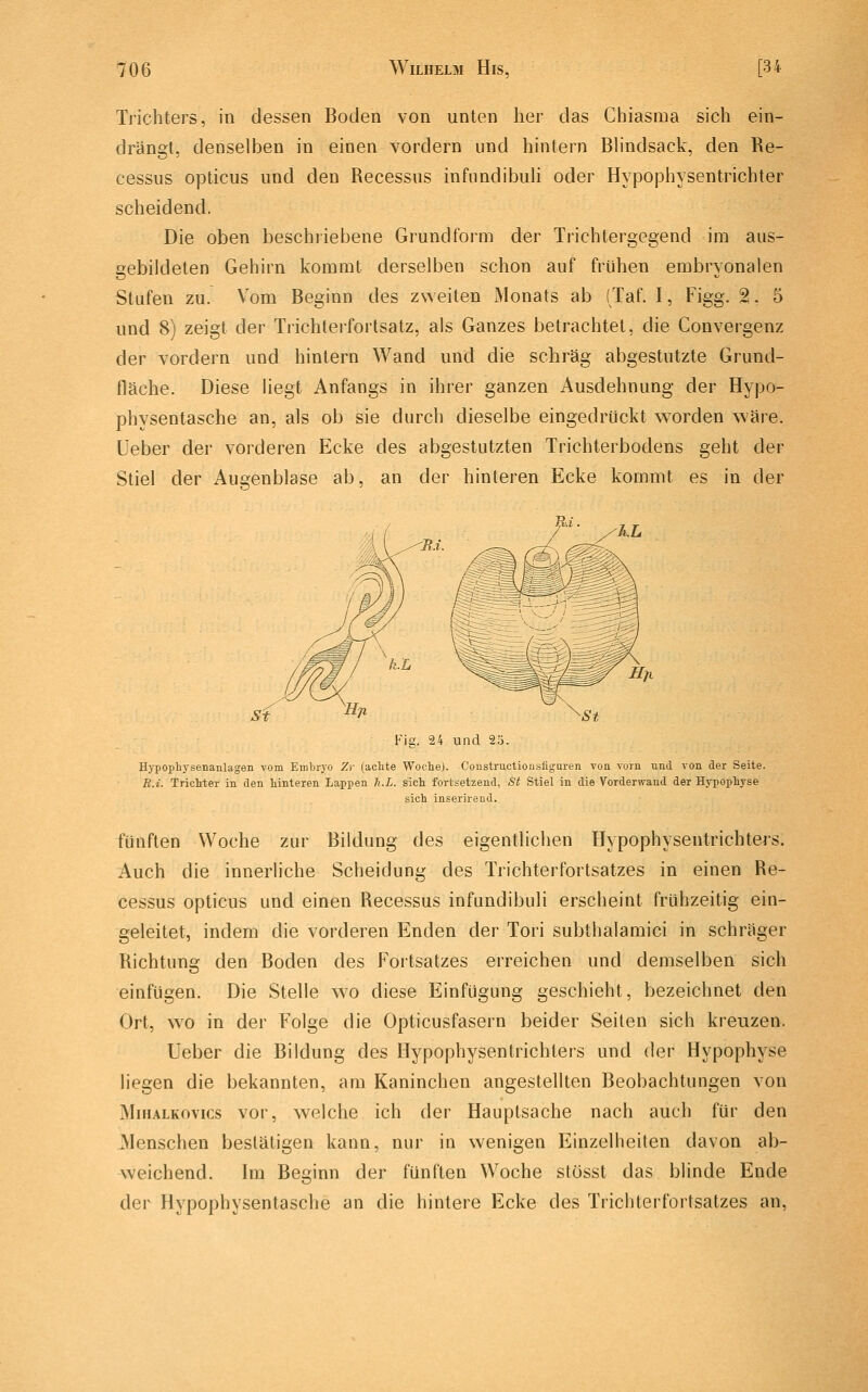 Trichters, in dessen Boden von unten her das Chiasma sich ein- drängt, denselben in einen vordem und hintern Bhndsack, den Re- cessus opticus und den Recessus infimdibuU oder Hypophysentrichter scheidend. Die oben beschriebene Grundform der Trichtergegend im aus- gebildeten Gehirn kommt derselben schon auf frühen embryonalen Stufen zu. Vom Beginn des zweiten Monats ab (Taf. I, Figg. 2. 5 und 8) zeigt der Trichterfortsatz, als Ganzes betrachtet, die Convergenz der vordem und hintern Wand und die schräg abgestutzte Grund- fläche. Diese liegt Anfangs in ihrer ganzen Ausdehnung der Hypo- physentasche an, als ob sie durch dieselbe eingedrückt worden wäre. Ueber der vorderen Ecke des abgestutzten Trichterbodens geht der Stiel der Augenblase ab, an der hinteren Ecke kommt es in der Fig. 24 und 23. Hypophysenanlagen vom Embryo Zv (achte Woclie). Constructiousfiguren von vorn und von der Seite. U.i. Trichter in den hinteren Lappen h.L. sich fortsetzend, St Stiel in die Vorderwand der Hypophyse sich inserirend. fünften Woche zur Bildung des eigentlichen Hypophysentrichters. Auch die innerliche Scheidung des Trichterfortsatzes in einen Re- cessus opticus und einen Recessus infundibuli erscheint frühzeitig ein- geleitet, indem die vorderen Enden der Tori subthalamici in schräger Richtung den Boden des Fortsatzes erreichen und demselben sich einfügen. Die Stelle wo diese Einfügung geschieht, bezeichnet den Ort, wo in der Folge die Opticusfasern beider Seilen sich kreuzen. Ueber die Bildung des Hypophysentrichlers und der Hypophyse liegen die bekannten, am Kaninchen angestellten Beobachtungen von MiHALKovics vor, welche ich der Hauptsache nach auch für den JMenschen bestätigen kann, nur in wenigen Einzelheiten davon ab- weichend. Im Beginn der fünften Woche stösst das blinde Ende der Hypophysentasche an die hintere Ecke des Trichterfortsatzes an,