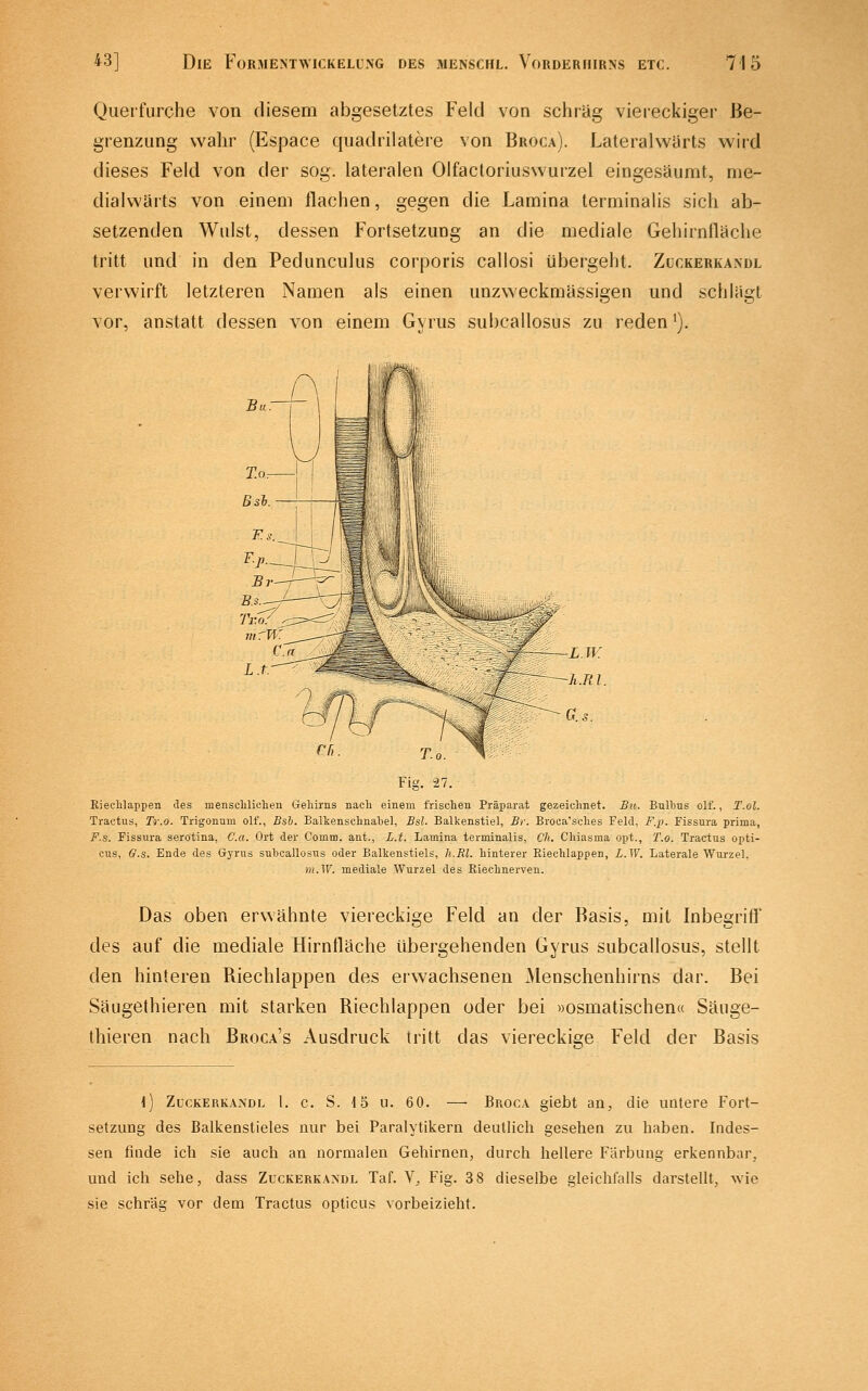 Querfurche von diesem abgesetztes Feld von schräg viereckiger Be- grenzung wahr (Espace quadrilatere von Broca). Lateralwarts wird dieses Feld von der sog. lateralen Olfactoriuswurzel eingesäumt, me- dialwärts von einem flachen, gegen die Lamina terminahs sich ab- setzenden Wulst, dessen Fortsetzung an die mediale Gehirnfläche tritt und in den Pedunculus corporis callosi übergeht. Zückerkandl verwirft letzteren Namen als einen unzweckmässigen und schlägt vor, anstatt dessen von einem Gyrus subcallosus zu reden'). Kjeclilappen des menscliliclien Gehirns nacli einem frischen Präparat gezeichnet. Sn. Bulbus olf., T.ol. Tractus, Tr.o. Trigonum olf., Bsb. Balkenschnahel, Bsl. Balkenstiel, Br. Broca'sehes Feld, F.p. Fissura prima, F.s. Fissura serotina, Ca. Ort der Comm. ant., L.t. Lamina terminalis, Ch. Chiasma opt., T.o. Tractus opti- cus, G.s. Ende des Gyrus subcallosus oder Balkenstiels, h.Rl. hinterer Riechlappen, L.W. Laterale Wurzel, m.W. mediale Wurzel des Riechnerven. Das oben erwähnte viereckige Feld an der Basis, mit Inbegriff des auf die mediale Hirnfläche übergehenden Gyrus subcallosus, stellt den hinteren Riechlappen des erwachsenen Menschenhirns dar. Bei Säugethieren mit starken Riechlappen oder bei »osmatischen« Säuge- thieren nach Broca's Ausdruck tritt das viereckige Feld der Basis \) Zückerkandl 1. c. S. 15 u. 6 0. — Broca giebt an, die untere Fort- setzung des Ballienstieles nur bei Paralytilcern deutlicli gesehen zu haben. Indes- sen finde ich sie auch an normalen Gehirnen, durch hellere Färbung erkennbar, und ich sehe, dass Zückerkandl Taf. V, Fig. 3 8 dieselbe gleichfalls darstellt, wie sie schräg vor dem Tractus opticus vorbeizieht.