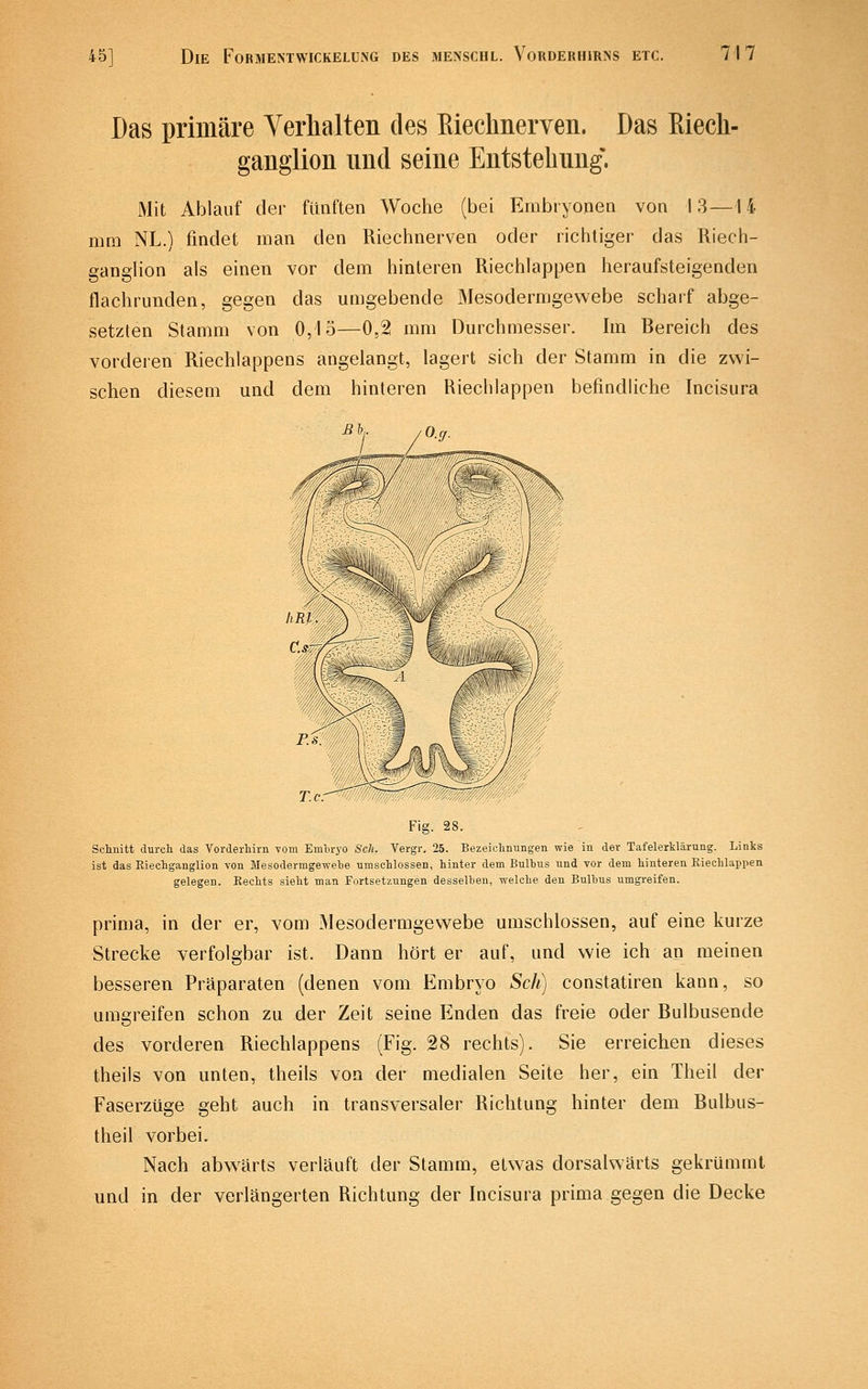 Das primäre Verhalten des Eiechnerven. Das Eiecli- gangiion und seine Entstehung. Mit Ablauf der fünften Woche (bei Embryonen von 13 — U mm NL.) findet man den Riechnerven oder richtiger das Kiech- ganglion als einen vor dem hinteren Riechlappen heraufsteigenden flachrunden, gegen das umgebende Mesodermgewebe scharf abge- setzten Stamm von 0,15—0,2 mm Durchmesser. Im Bereich des vorderen Riechlappens angelangt, lagert sich der Stamm in die zwi- schen diesem und dem hinteren Riechlappen befindliche Incisura ß b,. T.c: Fig. 28. Schnitt durch das Vorderhivn vom Embryo Seh, Vergr. 25. Bezeichnungen wie in der Tafelerklärung. Links ist das Riechganglion von Mesodermgewebe umschlossen, hinter dem Bulbus und vor dem hinteren Eiechlappen gelegen. Rechts sieht man Fortsetzungen desselben, welche den Bulbus umgreifen. prima, in der er, vom Mesodermgewebe umschlossen, auf eine kurze Strecke verfolgbar ist. Dann hört er auf, und wie ich an meinen besseren Präparaten (denen vom Embryo Seh) constatiren kann, so umgreifen schon zu der Zeit seine Enden das freie oder Bulbusende des vorderen Riechlappens (Fig. 28 rechts). Sie erreichen dieses theils von unten, theils von der medialen Seite her, ein Theil der Faserzüge geht auch in transversaler Richtung hinter dem Bulbus- theil vorbei. Nach abwärts verläuft der Stamm, etwas dorsalwärts gekrümmt und in der verlängerten Richtung der Incisura prima gegen die Decke