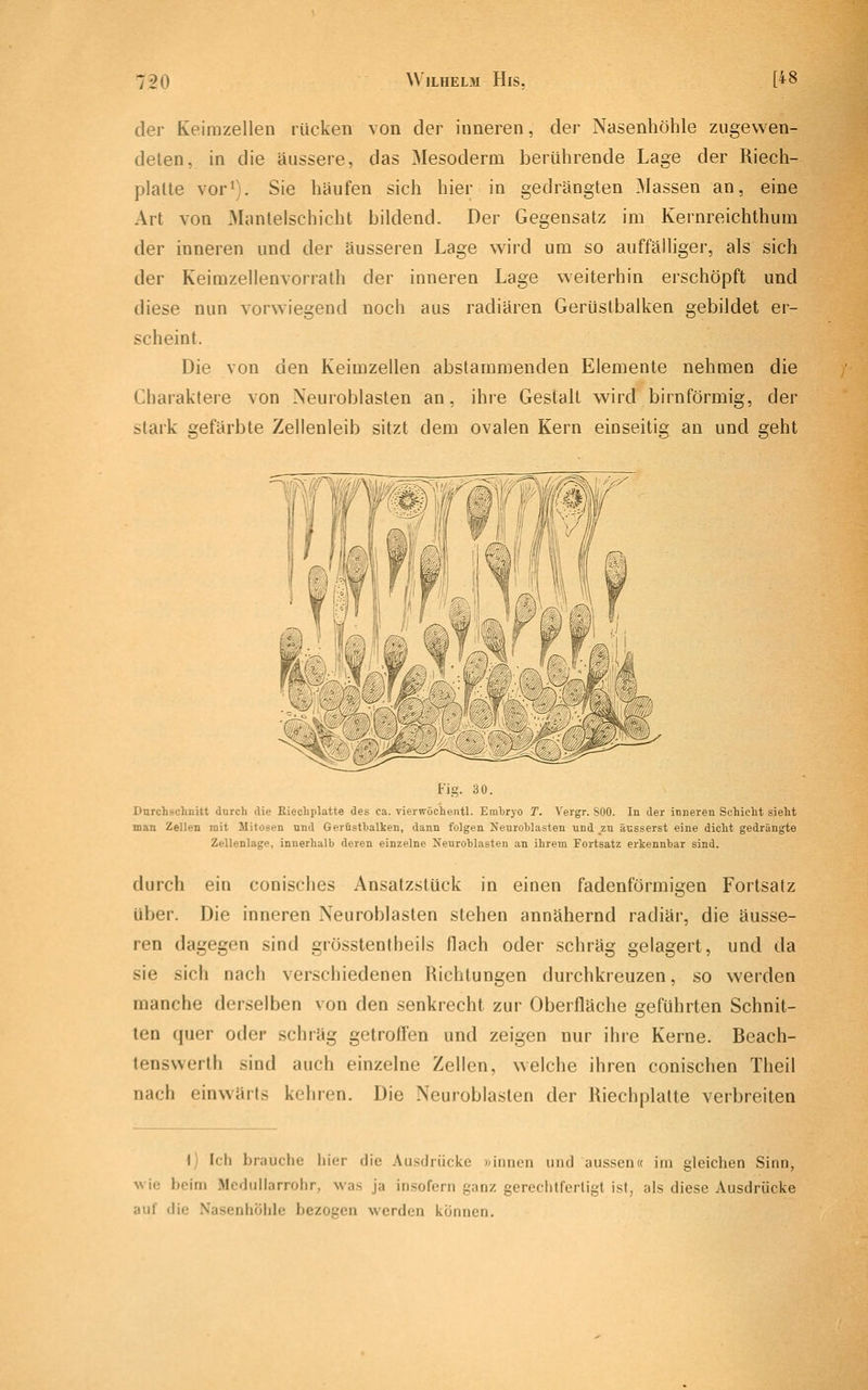 der Keimzellen rücken von der inneren, der Nasenhöhle zugewen- deten, in die äussere, das Mesoderm berührende Lage der Riech- plalte vor^). Sie häufen sich hier in gedrängten Massen an, eine Art von Manlelschicht bildend. Der Gegensatz im Kernreichthum der inneren und der äusseren Lage wird um so auffälliger, als sich der Keimzellenvorrath der inneren Lage weiterhin erschöpft und diese nun vorwiegend noch aus radiären Gerüstbalken gebildet er- scheint. Die von den Keimzellen abstammenden Elemente nehmen die Charaktere von Neuroblasten an, ihre Gestalt wird birnförmig, der stark gefärbte Zellenleib sitzt dem ovalen Kern einseitig an und geht Fig. 30. Durchschnitt durch die Kiechplatte des ca. vierwöchentl. Embryo T. Vergr. SOO. In der inneren Schicht sieht man Zellen mit Mitosen und Geröstbalken, dann folgen Neurohlasten und .zu äusserst eine dicht gedrängte Zellenlage, innerhalb deren einzelne Neuroblasten an ihrem Fortsatz erkennbar sind. durch ein conisches Ansatzstück in einen fadenförmigen Fortsatz über. Die inneren Neuroblasten stehen annähernd radiär, die äusse- ren dagegen sind grösstentheils flach oder schräg gelagert, und da sie sich nach verschiedenen Richtungen durchkreuzen, so werden manche derselben von den senkrecht zur Oberfläche geführten Schnit- ten quer oder schräg getroffen und zeigen nur ihre Kerne. Beach- tenswerlh sind auch einzelne Zellen, welche ihren conischen Theil nach einwärts kehren. Die Neuroblasten der Riechplalte verbreiten \) Ich brauche hier die Ausdrücke »innen und aussen« im gleichen Sinn, Nvie beim Wodullarrohr, was ja insofern ganz gerechtferligt ist, als diese Ausdrücke auf die Nasenhöhle bezogen werden können.