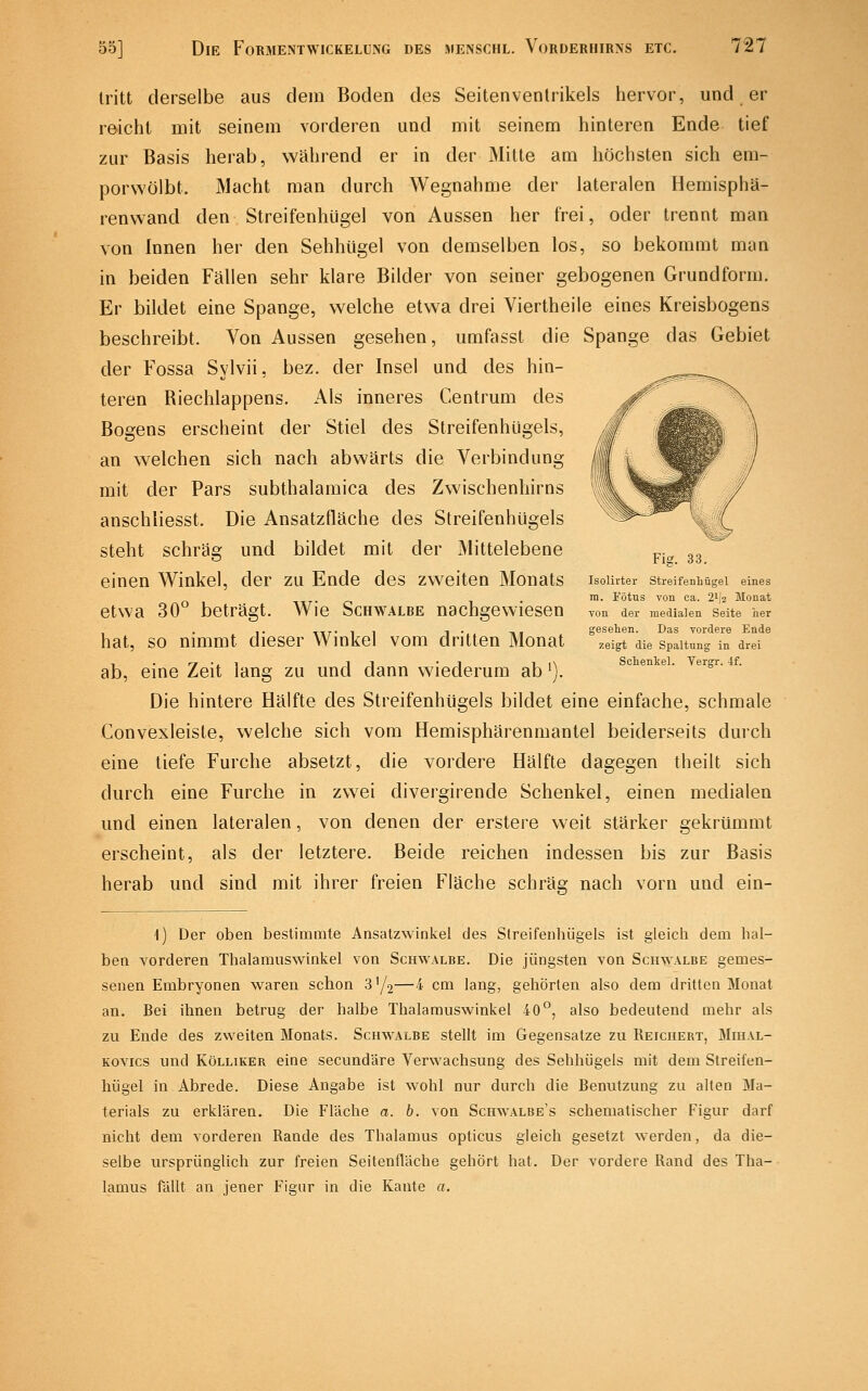 tritt derselbe aus dem Boden des Seitenventrikels hervor, und er reicht mit seinem vorderen und mit seinem hinteren Ende tief zur Basis herab, während er in der Mitte am höchsten sich em- porwölbt. Macht man durch Wegnahme der lateralen Hemisphä- renwand den Streifenhügel von Aussen her frei, oder trennt man von Innen her den Sehhügel von demselben los, so bekommt man in beiden Fällen sehr klare Bilder von seiner gebogenen Grundform, Er bildet eine Spange, welche etwa drei Viertheile eines Kreisbogens beschreibt. Von Aussen gesehen, umfasst die Spange das Gebiet der Fossa Sylvii, bez. der Insel und des hin- teren Riechlappens. Als inneres Centrum des Bogens erscheint der Stiel des Streifenhügels, an welchen sich nach abwärts die Verbindung mit der Pars subthalamica des Zwischenhirns anschliesst. Die Ansatzfläche des Streifenhügels steht schräg und bildet mit der Mittelebene ,,. „„ ö rlg. 66. einen Winkel, der zu Ende des zweiten Monats isourter streifenhügei eines . m. Fötus von ca. 2% Monat etwa 30 beträgt. Wie Schwalbe nachgewiesen von der medialen seite her ,. tfT- 1 1 1 • -i»¥ gesehen. Das vordere Ende hat, so nimmt dieser Winkel vom dritten Monat zeigt die spaitnng in drei ab, eine Zeit lang zu und dann wiederum ab ^). sciienkei. eigr. 4f. Die hintere Hälfte des Streifenhügels bildet eine einfache, schmale Convexleiste, welche sich vom Hemisphärenmantel beiderseits durch eine liefe Furche absetzt, die vordere Hälfte dagegen theilt sich durch eine Furche in zwei divergirende Schenkel, einen medialen und einen lateralen, von denen der erstere weit stärker gekrümmt erscheint, als der letztere. Beide reichen indessen bis zur Basis herab und sind mit ihrer freien Fläche schräg nach vorn und ein- i) Der oben bestimmte Ansatzwinkel des Streifenhügels ist gleich dem hal- ben vorderen Thalamuswinkel von Schwalbe. Die jüngsten von Schwalbe gemes- senen Embryonen waren schon 3Y2—4 cm lang, gehörten also dem dritten Monat an. Bei ihnen betrug der halbe Thalamuswinkel 40°, also bedeutend mehr als zu Ende des zweiten Monats. Schwalbe stellt im Gegensatze zu Reichert, MmAL- Kovics und KöLLiKER eine secundäre Verwachsung des Sehhügels mit dem Streifen- hügel in Abrede. Diese Angabe ist wohl nur durch die Benutzung zu alten Ma- terials zu erklären. Die Fläche a. b. von Schwalbe's schematischer Figur darf nicht dem vorderen Rande des Thalamus opticus gleich gesetzt werden, da die- selbe ursprünglich zur freien Seitenfläche gehört hat. Der vordere Rand des Tha- lamus fällt an jener Figur in die Kante a.