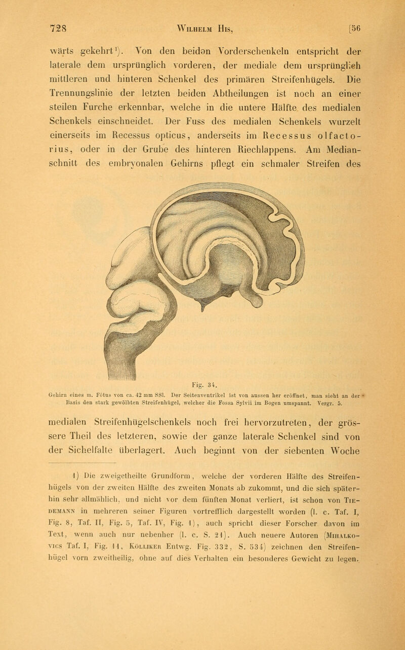 wärts gekehrt'). Von den beidan Yorderschenkeln entspricht der laterale dem ursprünglich vorderen, der mediale dem ursprünglich mittleren und hinteren Schenkel des primären Streifenhügels. Die Trennungslinie der letzten beiden Abtheilungen ist noch an einer steilen Furche erkennbar, welche in die untere Hälfte des medialen Schenkels einschneidet. Der Fuss des medialen Schenkels wurzelt einerseits im Recessus opticus, anderseits im Recessus olfacto- rius, oder in der Grube des hinteren Riechlappens. Am Median- schnitt des embryonalen Gehirns pflegt ein schmaler Streifen des Fig. 34. GeMra eines m. Fötus von ca. 42 mm SSI. Der Seitenventrikel ist von aussen her eröffnet, man sieht an der ■ Basis den stark gewölhten Streifenhügel, welcher die Fossa Sylvii im Bogen umspannt. Vergr. 5. medialen Streifenhügelschenkels noch frei hervorzutreten, der grös- sere Theil des letzteren, sowie der ganze laterale Schenkel sind von der Sichel falte überlagert. Auch beginnt von der siebenten Woche 4) Die zweigetlieille Grundform, welche der vorderen Hälfte des Streifen- hügels von der zweiten Hälfte des zweiten Monats ab zukommt, und die sich später- hin sehr allmählich, und nicht vor dem fünften Monat verliert, ist schon von Tie- DEMAXN in mehreren seiner Figuren vortrefflich dargestellt worden (1. c. Taf. I, Fig. 8, Taf. II, Fig. 5, Taf. IV, Fig. 1), auch spricht dieser Forscher davon im Text, wenn auch nur nebenher (1. c. S. 21). Auch neuere Autoren {Mni.\LKO- vics Taf. I, Fig. H, Köluker Entwg. Fig. 332, S. 534) zeichnen den Streifen- hügel vorn zNveitheilig, ohne auf dies Verhalten ein besonderes Gewicht zu legen.