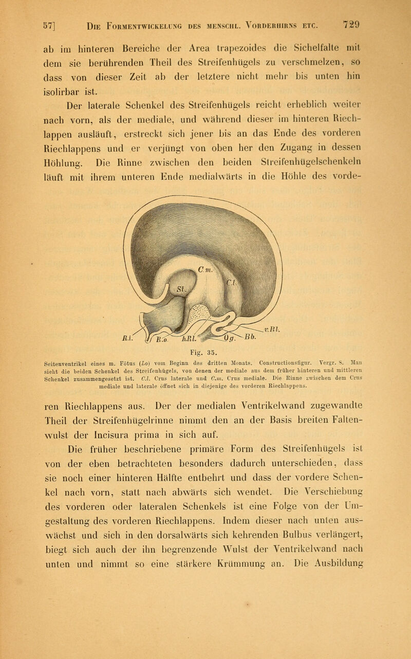 ab im hinteren Bereiche der Area trapezoides die Sichelfalte mit dem sie berührenden Theil des Streifenhügels zu verschmelzen, so dass von dieser Zeit ab der letztere nicht mehr bis unten hin isolirbar ist. Der laterale Schenkel des Streifenhügels reicht erheblich weiter nach vorn, als der mediale, und während dieser im hinteren Riech- lappen ausläuft, erstreckt sich jener bis an das Ende des vorderen Riechlappens und er verjüngt von oben her den Zugang in dessen Höhlung. Die Rinne zwischen den beiden Slreifenhügelschenkeln läuft mit ihrem unteren Ende medialwärts in die Höhle des vorde- Fig. 35. Seitenventrikel eines m. Fötus (Lo) vom Beginn des dritten Monats. Constructionsflgur. Vergr. S. Man sieht die beiden Sclienkel des Streifenliügels, von denen der mediale aus dem früher hinteren und mittleren Schenkel zusammengesetzt ist. C.l. Crus laterale und Cm. Crus mediale. Die Rinne zwischen dem Crus mediale und laterale öffnet sich in diejenige des vorderen Biechlappeus. ren Riechlappens aus. Der der medialen Ventrikelwand zugewandte Theil der Streifenhügelrinne nimmt den an der Basis breiten Falten- wulst der Incisura prima in sich auf. Die früher beschriebene primäre Form des Streifenhügels ist von der eben betrachteten besonders dadurch unterschieden, dass sie noch einer hinteren Hälfte entbehrt und dass der vordere Schen- kel nach vorn, statt nach abwärts sich wendet. Die Verschiebung des vorderen oder lateralen Schenkels ist eine Folge von der Um- gestaltung des vorderen Riechlappens. Indem dieser nach unten aus- wächst und sich in den dorsalwärts sich kehrenden Bulbus verlängert, biegt sich auch der ihn begrenzende Wulst der Ventrikelwand nach unten und nimmt so eine stärkere Krümmung an. Die Ausbildung