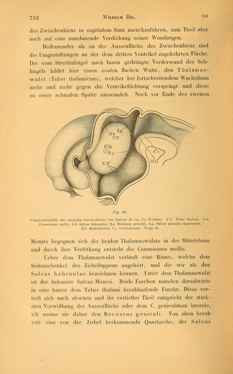 [60 des Zwischenhirns in sagittalem Sinn zurückzuführen, zum Theil aber auch auf eine zunehmende Verdickung seiner Wandungen. Bedeutender als an der Aussenfläche des Zwischenhirns sind die Umgestaltungen an der dem dritten Ventrikel zugekehrten Fläche. Die vom StreifenhUgel nach Innen gedrängte Vorderwand des Seh- hüsels bildet hier einen ovalen flachen Wulst, den Thalamus- wulst (Tuber thalamicum), welcher bei fortschreitendem Wachsthum mehr und mehr gegen die Ventrikellichtung vorspringt und diese zu einer schmalen Spalte umwandelt. Noch vor Ende des zweiten Fig. 36. ConstructionsMld des medialen Durclischnitts vom Embryo Zi- (ca. 71/2 Wochen). T.T. Tuber thalami, Cm. Comraissura mollis, S.h. Snlcus habemilae, R.g. Kecessus geniculi, S.p. Sulcus pinealis transversns, H.h. Hanbenwulst, C'.c. Cervicalcanal. Vergr. 15. Monats begegnen sich die beiden Thalamuswülste in der Mitteiebene und durch ihre Verlölhung entsteht die Commissura mollis. Ueber dem Thalamuswulst verläuft eine Rinne, welche dem Seitenschenkel des Ziibellappens angehört, und die wir als den Sulcus habenulae bezeichnen können. Unter dem Thalamuswulst ist der bekannte Sulcus Monroi. Beide Furchen münden dorsalwärts in eine hinter dem Tuber thalami herablaufende Furche. Diese ver- tieft sich nach abwärts und ihr vertiefter Theil entspricht der stärk- sten Vorwölbung der Aussenfläche oder dem C. geniculatum laterale, ich nenne sie daher den Recessus geniculi. Von oben herab tritt eine von der Zirbel herkommende Querfurche, der Sulcus