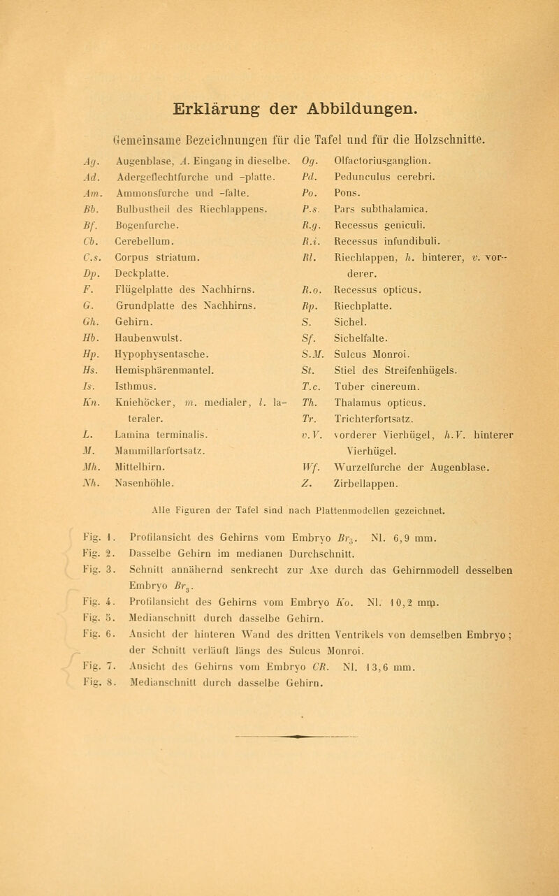 Erklärung der Abbildungen. (Temeinsame Bezeichnungen für die Tafel und für die Holzschnitte. Acj. Augenblase, A. Eingang in dies« ;lbe. Og. Olfactoriusganglion. Ad. Adergeflechtfurche und -platte. Pd. Pedunculus cerebri. Am. Ammonsfurche und -falte. Po. Pons. Bb. Bulbustheil des Riechlappens. P.S. Pars subthalamica. Bf. Bogenfurche. n.g. Recessus geniculi. Cb. Cerebellum. B.i. Recessus infundibuii. C.s. Corpus striatum. m. Riechiappen, h. hinterer, v. vor- Dp. Deckplatte. derer. F. Flügelplatte des Nachhirns. B.o. Recessus opticus. G. Grundplatte des Na chhirns. Bp. Riechplatte. Gh. Gehirn. s. Sichel. Hb. Haubenwulst. Sf. Sichelfalte. Hp. Hypophysentasche. S.M. Sulcus Monroi. Hs. Hemisphärenmantel. St. Stiel des Streifenhügels. Is. Isthmus. T.c. Tuber cinereum. Kn. Kniehöcker, m. medialer, l. la- Th. Thalamus opticus. teraler. Tr. Trichterfortsatz. L. Lamina terminalis. v.V. vorderer Yierhügel, h.V. hinterer M. Mammillarfortsatz. Vierhügel. Mh. Mittelhirn. Wf. Wurzelfurche der Augenblase. Nh. Nasenhöhle. z. Zirbellappen. Alle Figuren der Tafel sind nach Plattenmodcllen gezeichnet. Fig. 1. Fig. 2. Fig. 3. Fig. 4. Fig. 3. Fig. 6. Fig. 7. Fig. 8. Profilansicht des Gehirns vom Embryo Br^,. Nl. 6,9 mm. Dasselbe Gehirn im medianen Durchschnitt. Schnitt annähernd senkrecht zur Axe durch das Gehirnmodell desselben Embryo Br^. Profilansicht des Gehirns vom Embryo Ko. Nl. 10,2 mtp. Medianschnitt durch dasselbe Gehirn. Ansicht der hinteren Wand des dritten Ventrikels von demselben Embryo ; der Schnitt verläuft längs des Sulcus Monroi. Ansicht des Gehirns vom Embryo CB. Nl. 13,6 mm. Medianschnitt durch dasselbe Gehirn.