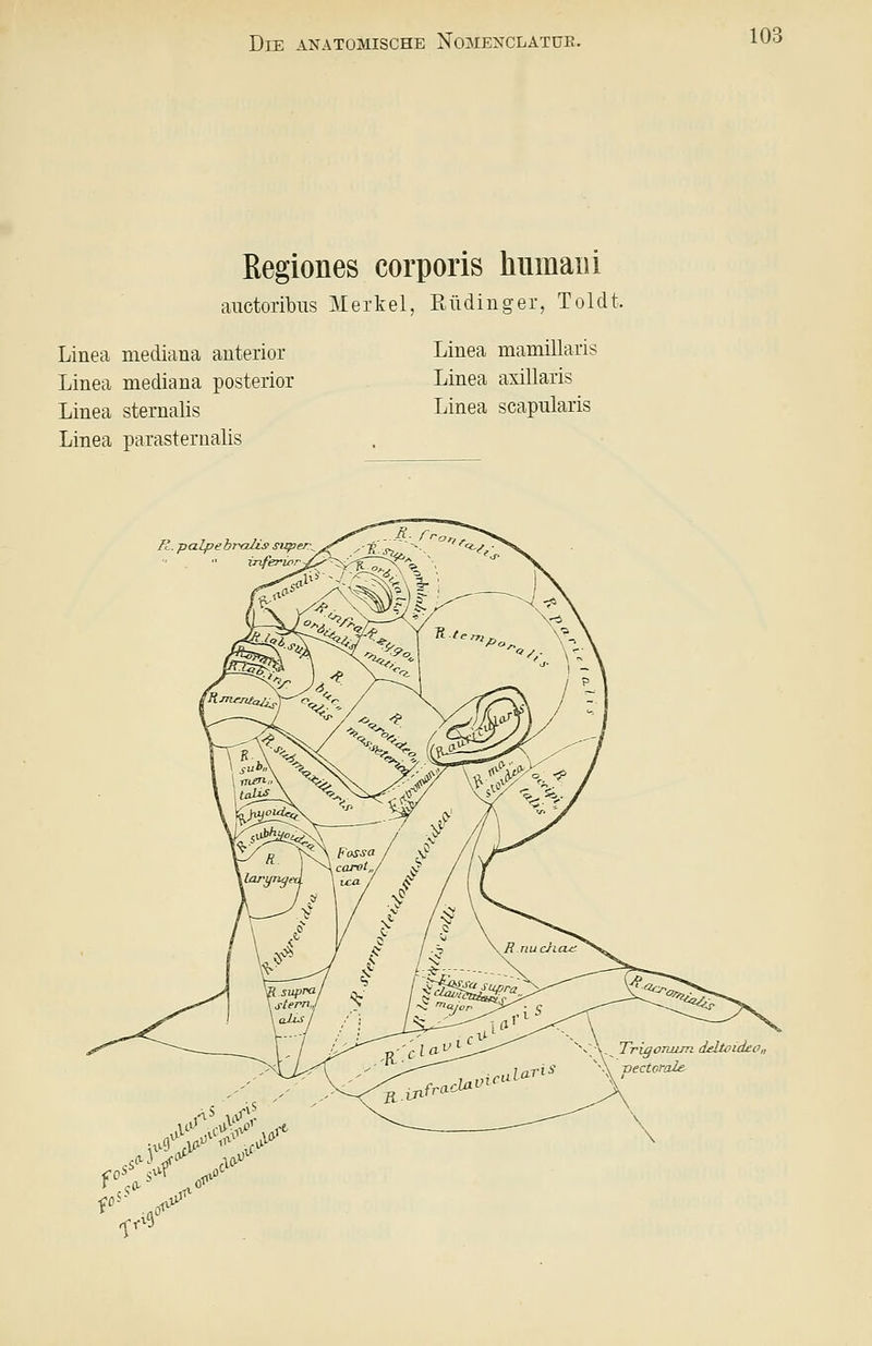ßegiones corporis hiimaui auctoribus Merkel, Rüdinger, Toldt. Linea mediana anterior Linea mediana posterior Linea sternalis Linea parasternalis Linea mamillaris Linea axillaris Linea scapularis jR.. pcilpebrcdis super^  inferior Rm^Jiiali^ ^^ Trigoraun deltoidco,, vectorale