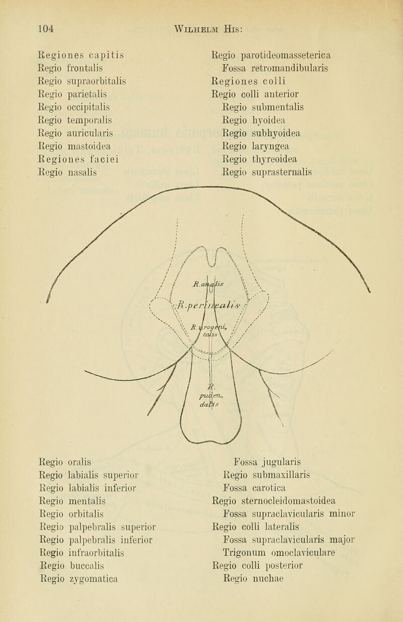 Regiones capitis ßegio frontalis Regio supraorbitalis Regio parietalis Regio occipitalis Regio temporalis Regio auricularis Regio mastoidea Regiones faciei Regio nasalis Regio parotideomasseterica Fossa retromandibularis Regiones colli Regio colli anterior Regio submentalis Regio hyoidea Regio subhyoidea Regio laryngea Regio tbyreoidea Regio suprasternalis Regio oralis Fossa jugularis Regio labialis superior Regio submaxillaris Regio labialis inferior Fossa carotica Regio mentalis Regio sternocleidomastoidea Regio orbitalis Fossa supraclavicularis minor Regio palpebralis superior Regio colli lateralis Regio palpebralis inferior Fossa supraclavicularis major Regio infraorbitalis Trigonum omoclaviculare Regio buccalis Regio colli posterior Regio zygomatica Regio nuchae