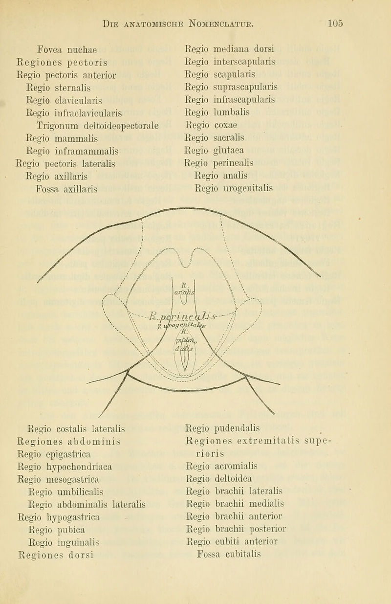 Fovea nuchae ßegiones pectoris Regio pectoris anterior Regio sternalis Regio clavicularis Regio iufraclaviciüaris Trigonum deltoideopectorale Regio mammalis Regio inframammalis Regio pectoris lateralis Regio axillaris Fossa axillaris Regio mediana dorsi Regio interscapularis Regio scapularis Regio suprascapularis Regio infrascapularis Regio lumbalis Regio coxae Regio sacralis Regio glutaea Regio perinealis Regio analis Regio urogenitalis Regio costalis lateralis Regiones abdominis Regio epigastrica Regio hypochoudriaca Regio mesogastrica Regio umbilicalis Regio abdominalis lateralis Regio hypogastrica Regio pubica Regio inguiualis Reo'iones dorsi Regio pudendalis Regiones extremitatis supe- rioris Regio acromialis Regio deltoidea Regio brachii lateralis Regio brachii medialis Regio brachii anterior Regio brachii posterior Regio cubiti anterior Fossa cubitalis