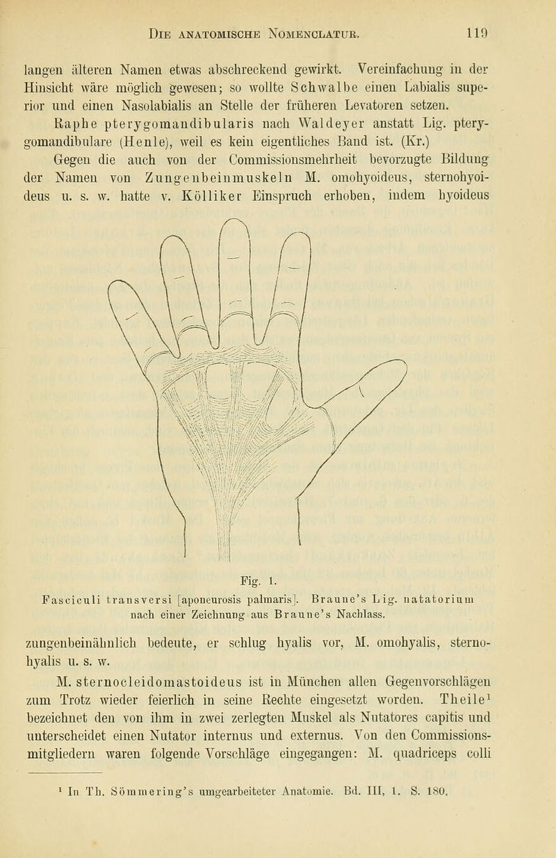 laugen älteren Namen etwas abschreckend gewirkt. Vereinfachung in der Hinsicht wäre möglich gewesen; so wollte Schwalbe einen Labialis supe- rior und einen Nasolabialis an Stelle der früheren Levatoren setzen. Uaphe pterygomandibularis nach Waldeyer anstatt Lig. ptery- gomandibulare (Henie), weil es kein eigentliches Band ist. (Kr.) Gegen die auch von der Commissionsmehrheit bevorzugte Bildung der Namen von Zungeubeinmuskeln M. omohyoideus, sternohyoi- deus u. s. w. hatte v. Kölliker Einspruch erhoben, indem hyoideus Fig. 1. Pasciculi transversi [aponeurosis palraaris]. Brauue's Lig. uatatorium Dach einer Zeichnung aus B raune's Nachlass. zungenbeinähnlich bedeute, er schlug hyalis vor, M. omohyalis, sterno- hyalis u. s. w. M. sternocleidomastoideus ist in München allen Gegenvorschlägen zum Trotz wieder feierlich in seine Rechte eingesetzt worden. Theile^ bezeichnet den von ihm in zwei zerlegten Muskel als Nutatores capitis und unterscheidet einen Nutator internus und externus. Von den Commissions- mitgliedern waren folgende Vorschläge eingegangen: M. quadriceps colli ^ In Th. Sömmering's umgearbeiteter Anatomie. Bd. III, 1. S. 180.