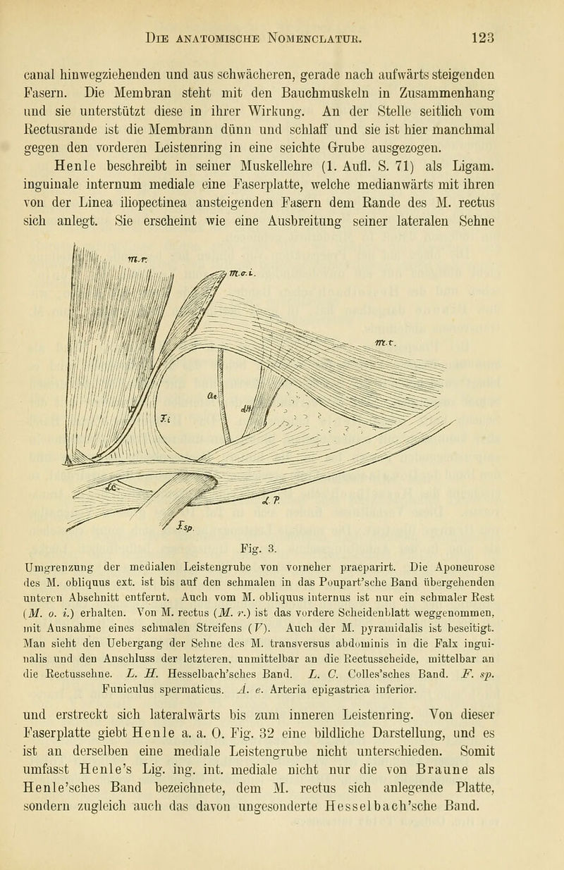 canal hiuwegzieheuden und aus schwächeren, gerade nach aufwärts steigenden Fasern. Die Membran steht mit den Bauchmuskeln in Zusammenhang imd sie unterstützt diese in ihrer Wirkung. An der Stelle seithch vom Kectusraude ist die Membraun dünn und schlaff und sie ist hier manchmal gegen den vorderen Leistenring in eine seichte Grube ausgezogen. Henle beschreibt in seiner Muskellehre (1. Aufl. S. 71) als Ligam. inguinale internum mediale eine Faserplatte, welche medianwärts mit ihren von der Linea iliopectinea ansteigenden Fasern dem Rande des M. rectus sich anlegt. Sie erscheint wie eine Ausbreitung seiner lateralen Sehne »»' Fig. 3. Umgreuzung der medialen Leisteugrube von voinelier praeparirt. Die Apoueurose des M. obliquus ext. ist bis auf den schmalen in das Poupart'sche Band übergebenden unteren Abschnitt entfernt. Auch vom M. obliquus internus ist nur ein schmaler Rest (M. 0. i.) erhalten. Von M. rectus {M. r.) ist das vordere ScheidenLlatt weggenommen, mit Ausnahme eines schmalen Streifens (F). Auch der M. pyramidalis ist beseitigt. Man sieht den Uebergang der Sehne des M. transversus abduminis in die Falx ingui- nalis und den Anschluss der letzteren, unmittelbar an die Rectusscheide, mittelbar an die Eectussehne. L. H. Hesselbach'sches Band. L. C. Colles'sches Band. F. sp. Funiculus spermaticus. A. e. Arteria epigastrica inferior. und erstreckt sich lateralwärts bis zum inneren Leistenring. Von dieser Faserplatte giebt Henle a. a. 0. Fig. 32 eine bildliche Darstellung, imd es ist an derselben eine mediale Leistengrube nicht unterschieden. Somit umfasst He nie's Lig. ing. int. mediale nicht nur die von Braune als Henle'sches Band bezeichnete, dem M. rectus sich anlegende Platte, sondern zugleich auch das davon ungesonderte Hesselbach'sche Band.