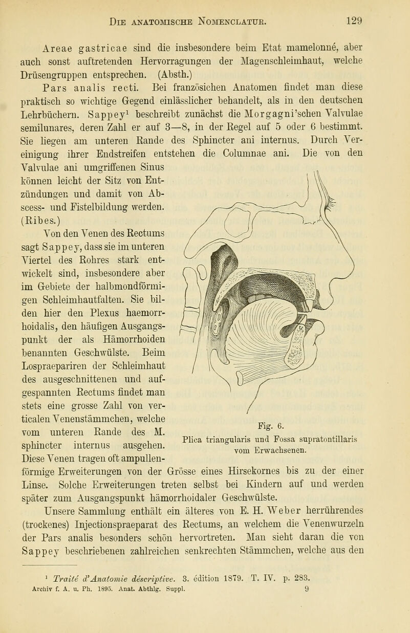 Areae gastricae sind die insbesondere beim Etat mamelonne, aber auch sonst auftretenden Hervorragungen der Magenschleimhaut, welche Drüsengruppen entsprechen, (Absth.) Pars analis recti. Bei französichen Anatomen findet man diese praktisch so wichtige Gegend einlässücher behandelt, als in den deutschen Lehrbüchern. Sappey^ beschreibt zunächst die Morgagni'schen Valvulae semüunares, deren Zahl er auf 3—8, in der Eegel auf 5 oder 6 bestimmt. Sie hegen am unteren Bande des Sphincter aui internus. Durch Ver- einigung ihrer Endstreifen entstehen die Columnae ani. Die von den Valvulae ani umgriffenen Sinus können leicht der Sitz von Ent- zündungen und damit von Ab- scess- und Fistelbildung werden, (ßibes.) Von den Venen des Rectums sagt S a p p e y, dass sie im unteren Viertel des Rohres stark ent- wickelt sind, insbesondere aber im G-ebiete der halbmondförmi- gen Schleimhautfalten. Sie bil- den hier den Plexus haemorr- hoidahs, den häufigen Ausgangs- punkt der als Hämorrhoiden benannten Geschwülste. Beim Lospraepariren der Schleimhaut des ausgeschnittenen und auf- gespannten Rectums findet man stets eine grosse Zahl von ver- ticalen Venenstämmchen, welche vom unteren Rande des M. sphincter internus ausgehen. Diese Venen tragen oft ampuUen- förmige Erweiterungen von der Grösse eines Hirsekornes bis zu der einer Linse. Solche Erweiterungen treten selbst bei Kindern auf und werden später zum Ausgangspunkt hämorrhoidaler Geschwülste. Unsere Sammlung enthält ein älteres von E. H. Weber herrührendes (trockenes) Injectionspraeparat des Rectums, an welchem die Venenwurzeln der Pars analis besonders schön hervortreten. Man sieht daran die von Sappey beschriebenen zahlreichen senkrechten Stämmchen, welche aus den Fig. 6. Plica triangularis und Possa supratontillaris vom Erwachsenen. 1 Traite d'Anatomie descriptive. 3. edition 1879. T. IV. p. 283. Archiv f. A. u. Ph. 1895. Anat. Abthlg. Suppl. 9