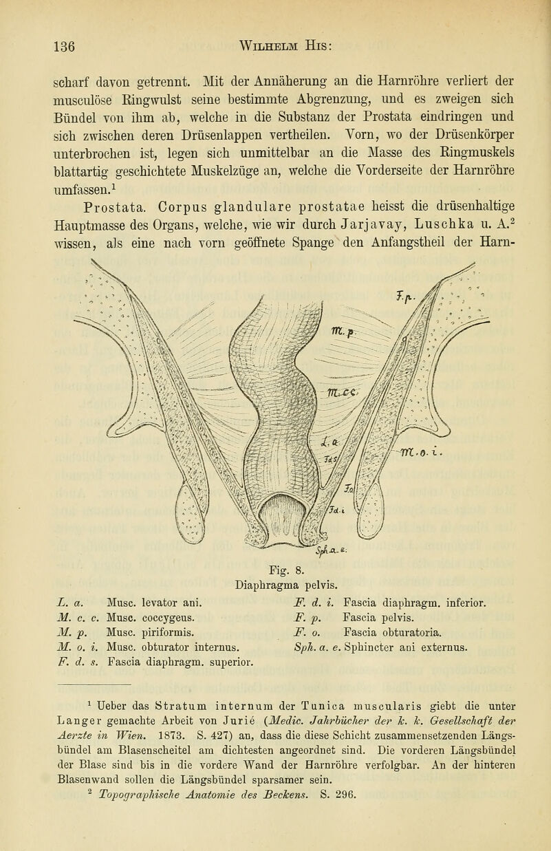 scharf davon getrennt. Mit der Annäherung an die Harnröhre verliert der musculöse Eingwulst seine bestimmte Abgrenzung, und es zweigen sich Bündel von ihm ab, welche in die Substanz der Prostata eindringen und sich zwischen deren Drüsenlappen vertheilen. Vorn, wo der Drüsenkörper unterbrochen ist, legen sich unmittelbar an die Masse des Eingmuskels blattartig geschichtete Muskelzüge an, welche die Vorderseite der Harnröhre umfassen.^ Prostata. Corpus glanduläre prostatae heisst die drüsenhaltige Hauptmasse des Organs, welche, wie wir durch Jarjavay, Luschka u. A.^ wissen, als eine nach vorn geöffnete Spange den Anfangstheil der Harn- Fig. 8. Diaphragma pelvis. F. d. i. Fascia diaphragm. inferior. F. p- Fascia pelvis. F. 0. Fascia obturatoria. Sph. a. e. Sphincter aoi externus. ^ Ueber das Stratum internum der Tunica muscularis giebt die unter Langer gemachte Arbeit von Jurie (Medic. Jahrbücher der Tc. Tc. Gesellschaft der Aerzte in Wien. 1873. S. 427) an, dass die diese Schicht zusammensetzenden Längs- bündel am Blasenscheitel am dichtesten angeordnet sind. Die vorderen Läugsbündel der Blase sind bis in die vordere Wand der Harnröhre verfolgbar. An der hinteren Blasenwand sollen die Längsbündel sparsamer sein. ^ Topographische Anatomie des Sechens. S. 296. L. a. Muse. levator ani. M. c. c. Muse. coccygeus. M. P- Muse. piriformis. M. 0. i. Muse. obturator internus. F. d. s. Fascia diaphragm. superior.