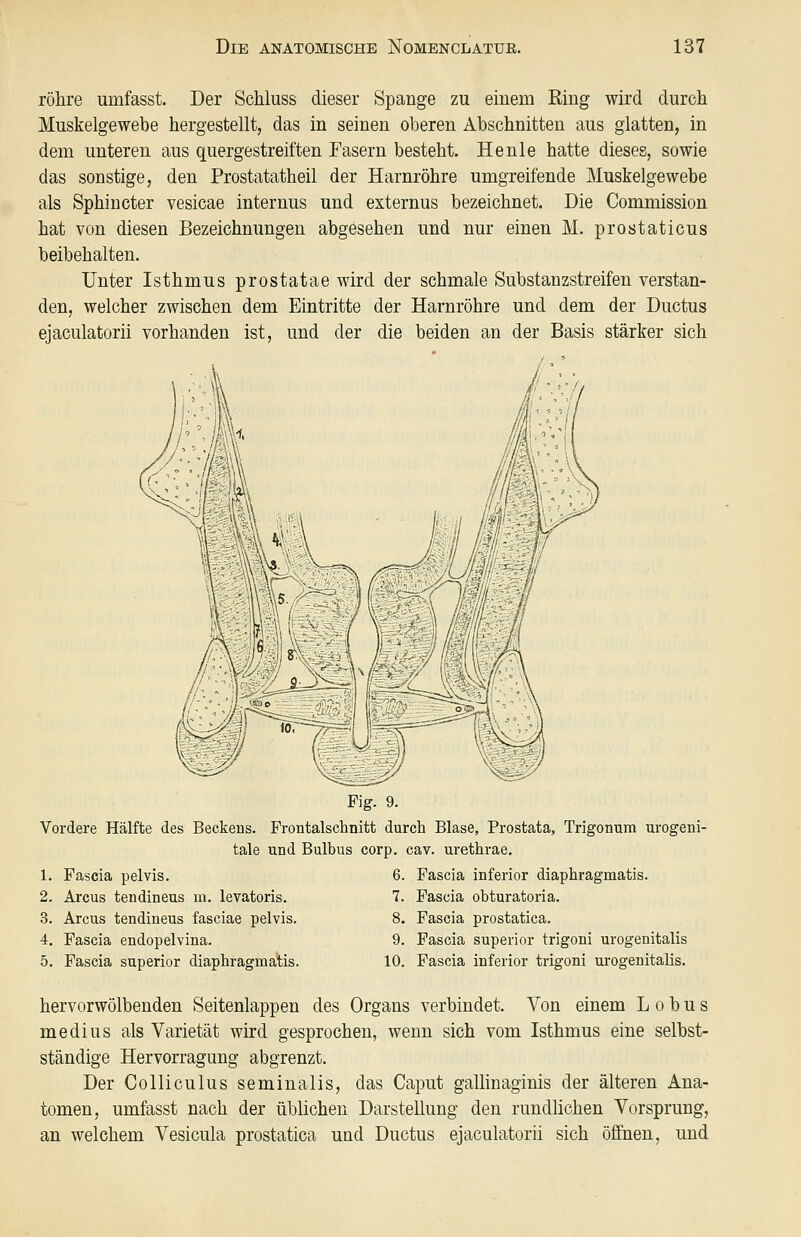 röhre umfasst. Der Schluss dieser Spange zu einem Ring wird durch Muskelgewebe hergestellt, das in seinen oberen Abschnitten aus glatten, in dem unteren aus quergestreiften Fasern besteht. He nie hatte dieses, sowie das sonstige, den Prostatatheil der Harnröhre umgreifende Muskelgewebe als Sphincter vesicae internus und externus bezeichnet. Die Commission hat von diesen Bezeichnungen abgesehen und nur einen M. prostaticus beibehalten. Unter Isthmus prostatae wird der schmale Substanzstreifen verstan- den, welcher zwischen dem Eintritte der Harnröhre und dem der Ductus ejaculatorii vorhanden ist, und der die beiden an der Basis stärker sich Fig. 9. Vordere Hälfte des Beckens. Frontalsehnitt durch Blase, Prostata, Trigonum urogeni- tale und Bulbus corp. cav. urethrae. 1. Fascia pelvis. 6. Fascia inferior diaphragmatis. 2. Arcus tendineus m. levatoris. 7. Fascia obturatoria. 3. Arcus tendineus fasciae pelvis. 8. Fascia prostatica. 4. Fascia endopelvina. 9. Fascia superior trigoni urogenitalis 5. Fascia superior diaphragmatis. 10. Fascia inferior trigoni urogenitalis. hervorwölbenden Seitenlappen des Organs verbindet. Von einem L o b u s medius als Varietät wird gesprochen, wenn sich vom Isthmus eine selbst- ständige Hervorragung abgrenzt. Der Colliculus seminalis, das Caput gallinaginis der älteren Ana- tomen, umfasst nach der üblichen Darstellung den rundlichen Vorsprung, an welchem Vesicula prostatica und Ductus ejaculatorii sich öffnen, und