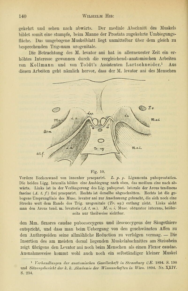 gekehrt und sehen nach ahwärts. Der mediale Abschnitt des Muskels bildet somit eine stumpfe, beim Manne der Prostata zugekehrte Umbiegungs- fläche. Das umgebogene Muskelblatt liegt unmittelbar über dem gleich zu besprechenden Trigonum urogenitale. Die Betrachtung des M. levator ani hat in allerneuester Zeit ein er- höhtes Interesse gewonnen durch die vergleichend-anatomischen Arbeiten von Kollmann und von Toldt's Assistenten Lartschneider.^ Aus diesen Arbeiten geht nämlich hervor, dass der M. levator ani des Menschen M.o.i Fig. 10. Vordere Beckenwand von innenher praeparirt. L. p. p. Ligamenta puboprostatica. Die beiden Ligg. lateralia bilden eine Ausbiegung nach oben, das medium eine nach ab- wärts. Links ist in der Verlängerung des Lig. puboprost. laterale der Arcus tendinens fasciae {A. f. /.) frei praeparirt. Eechts ist derselbe abgeschnitten. Eechts ist die ge- bogene ürsprunglinie des Muse, levator ani zur Anschauung gebracht, die sich noch eine Strecke weit dem Eande des Trig. urogenitale {Tr. uq.) entlang zieht. Links sieht man den Arcus tend. m. levatoris {Ä. t. m.). M. o. i. Muse, obturator internus, beider- seits nur theilweise sichtbar. den Mm. flexores caudae pubococcygeus und ileococcygeus der Säugethiere entspricht, und dass man beim Uebergang von den geschwänzten Affen zu den Anthropoiden seine allmähliche Reduction zu verfolgen vermag. — Die Insertion des am meisten dorsal liegenden Muskelabschnittes am Steissbein zeigt übrigens den Levator ani noch beim Menschen als einen Flexor caudae. Ausnahmsweise kommt wohl auch noch ein selbständiger kleiner Muskel ^ Verhandlungen der anatomischen Gesellschaft in Strasshurg ijE. 1894. S. 198 und Sitzungsbericht der k. k. Akademie der Wissenschaften in Wien. 1894. Nr. XXIV. S. 234.