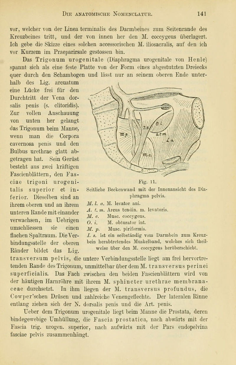 vor, welcher Ton der Linea terminalis des Darmbeines zum Seitenrande des Kreuzbeines tritt > und der von innen her den M. coccjgeus überlagert. Ich gebe die Skizze eines solchen accessorischen M. iliosacralis, auf den ich vor Kurzem im Praeparirsale gestossen bin. Das Trigonum urogenitale (Diaphragma urogenitale von He nie) spannt sich als eine feste Platte von der Form eines abgestutzten Dreiecks quer durch den Schambogen und lässt nur an seinem oberen Ende unter- halb des Lig. arcuatum eine Lücke frei für den Durchtritt der Vena dor- salis penis (s. clitoridis). Zur vollen Anschauung von unten her gelangt das Trigonum beim Manne, wenn man die Corpora cavernosa penis und den Bulbus urethrae glatt ab- getragen hat. Sein Gerüst besteht aus zwei kräftigen Fascienblättern, den Fas- ciae trigoni urogeni- talis superior et in- ferior. Dieselben sind an ihrem oberen und an ihrem unteren Rande mit einander verwachsen, im Uebrigen umschliessen sie einen flachen Spaltraum. Die Ver- bindungsstelle der oberen Ränder bildet das Lio-. Fig. 11. Seitliche Beckenwand mit der Innenansicht des Dia- phragma pelvis. M. l. a. M. levator ani. A. t. m. Arcus tendin. m. levatoris. Jlf. c. Muse, coccygeus. 0. i. M. obturator int. M. p. Muse, piriformis. 1. s. ist ein selbständig vom Darmbein zum Kreuz- bein herabtretendes Muskelband, welches sich theil- weise über den M. coccygeus herüberschiebt. transversum pelvis, die untere Verbindungsstelle liegt am frei hervortre- tenden Rande des Trigonum, unmittelbar über dem M. transversus perinei superficialis. Das Fach zwischen den beiden Fascienblättern wird von der häutigen Harnröhre mit ihrem M. sphincter uiethrae membrana- ceae durchsetzt. In ihm liegen der M. transversus profundus, die Cowp er'sehen Drüsen und zahlreiche Venengeflechte. Der lateralen Rinne entlang ziehen sich der K dorsalis penis und die Art. penis. Ueber dem Trigonum urogenitale liegt beim Manne die Prostata, deren bindegewebige Umhüllung, die Fascia prostatica, nach abwärts mit der Fascia trig. urogen. superior, nach aufwärts mit der Pars endopelvina fasciae pelvis zusammenhängt.